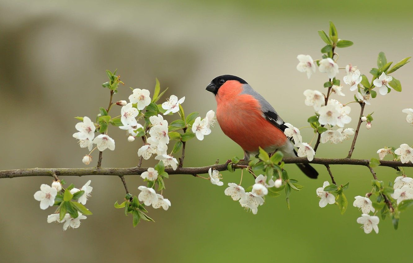 Wallpaper flowers, bird, branch, spring, white, bird, flowers