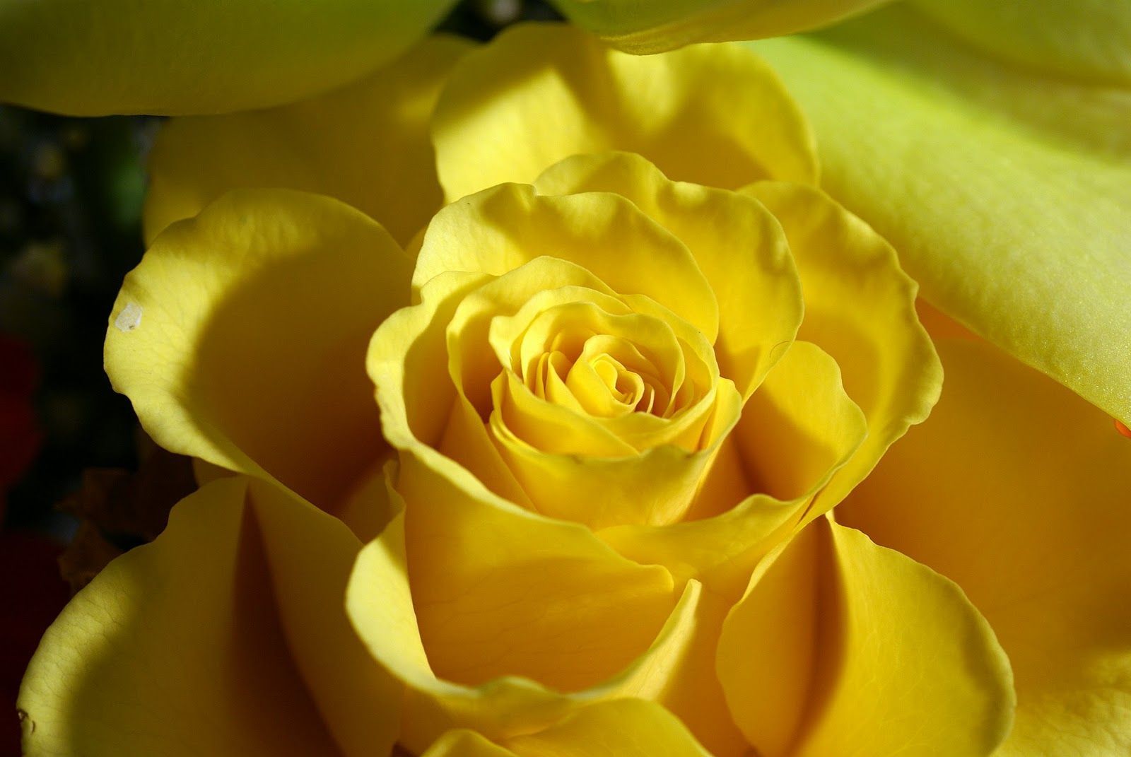 Yellow Flowers Wallpapers HD Pictures