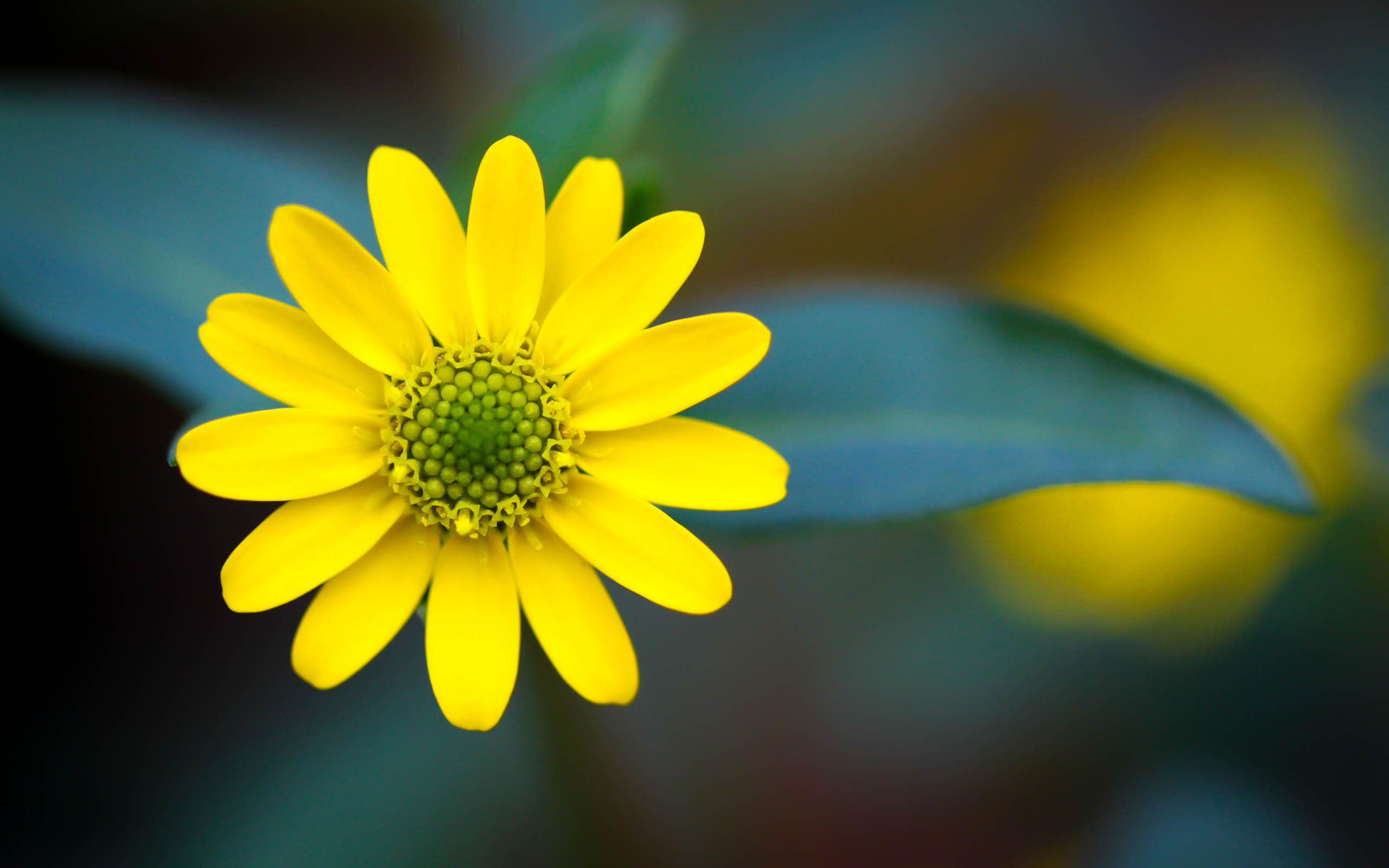 Yellow Flower HD Wallpapers