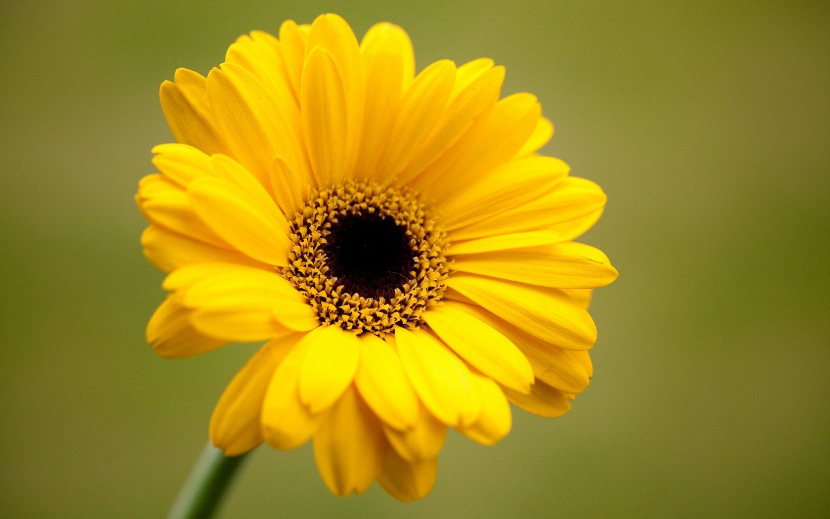 Yellow Flower, Beautiful Yellow Flower,