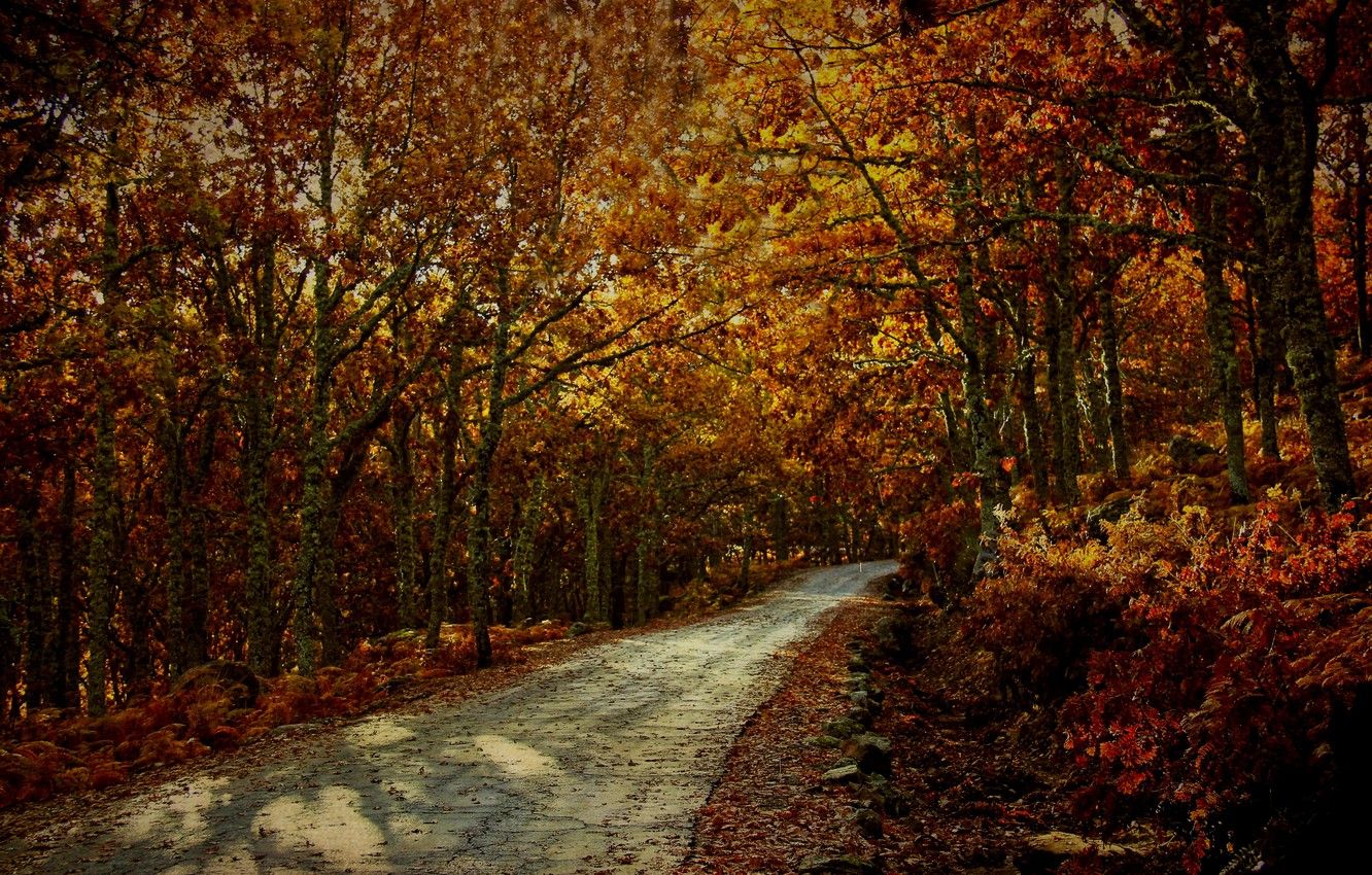 Wallpaper road, trees, spain, Europe, autumn, way, route, fall, Caceres, dead leaves, fallage, Extremadura, Garganta La Olla, exfoliation, Caceres image for desktop, section природа