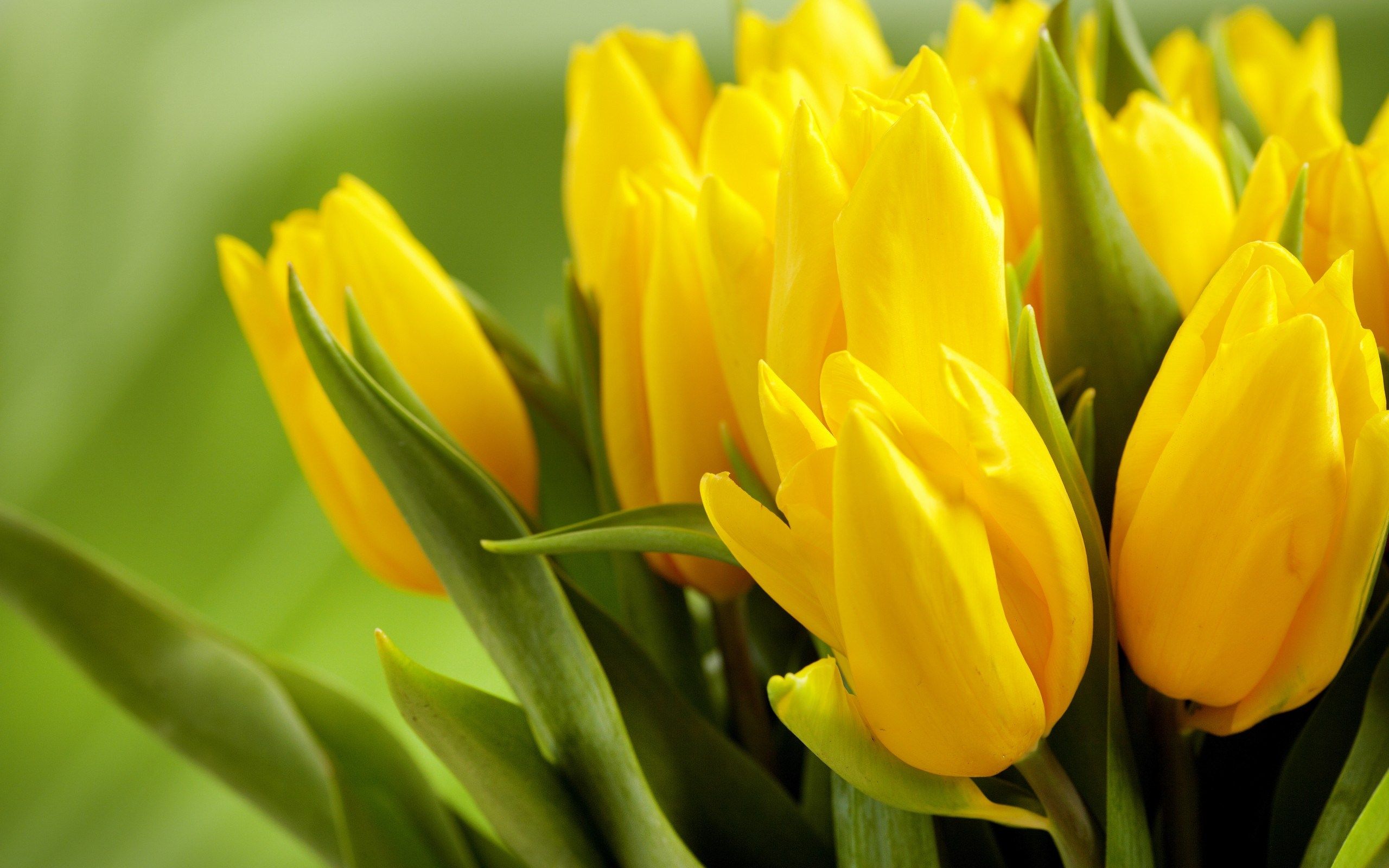 Yellow Flowers HD wallpapers