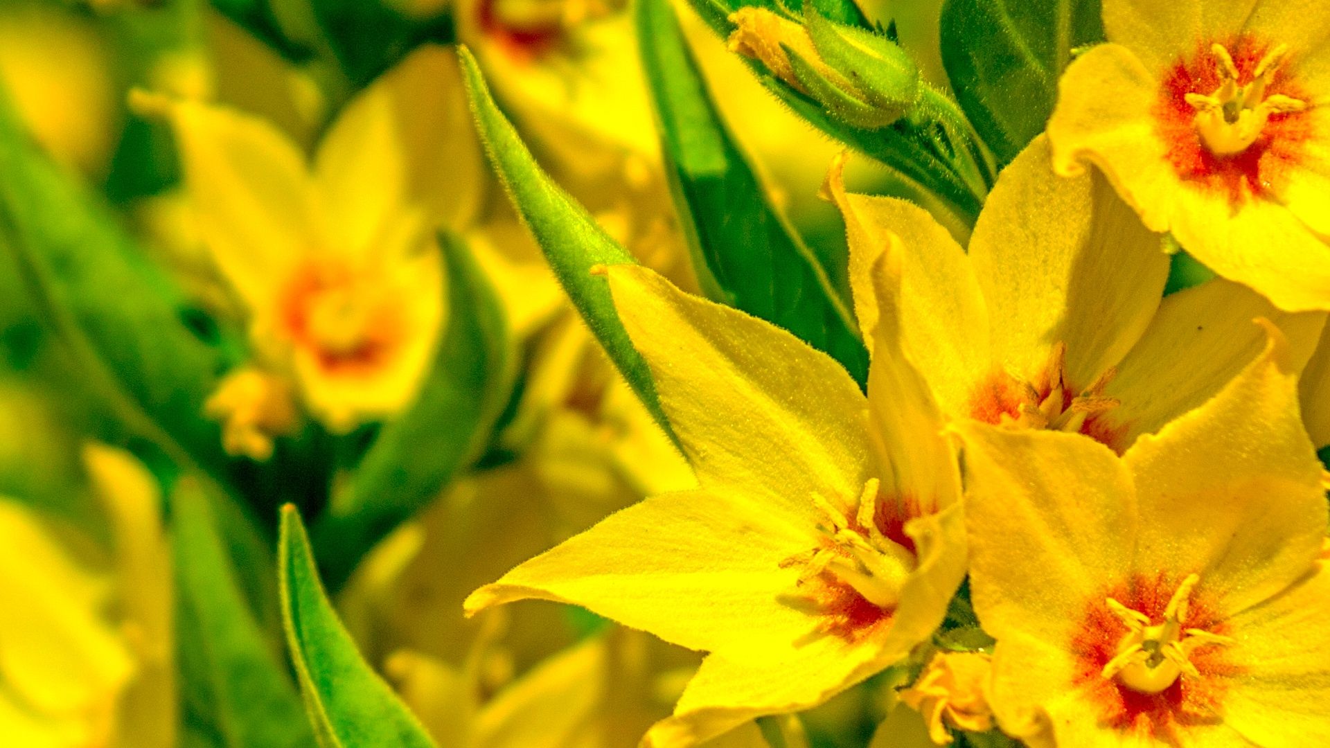 Yellow Flowers HD Wallpapers Free Stock Photo