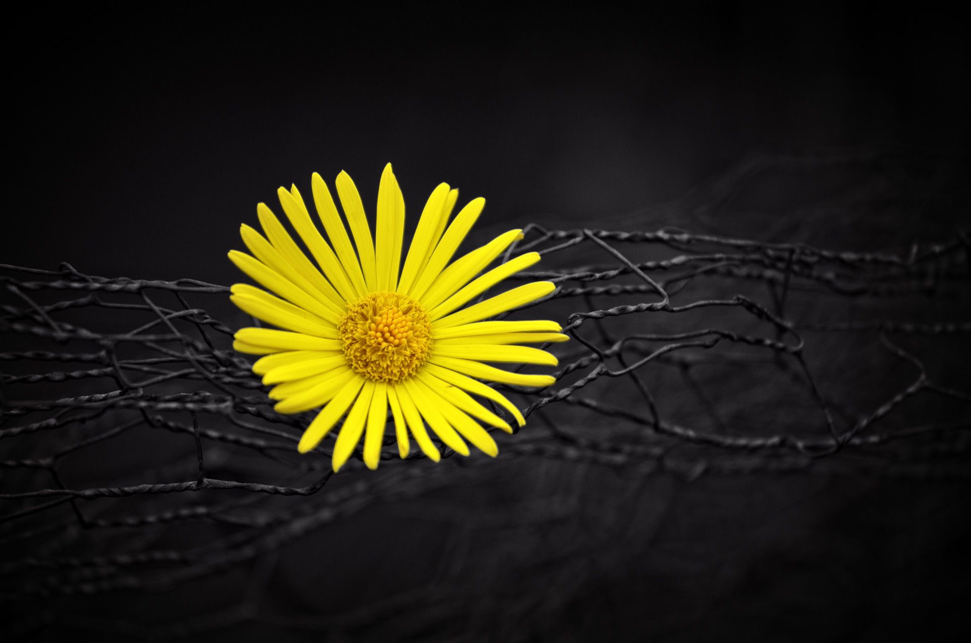 Yellow Flower Fence Dark Black Background, HD Flowers, 4k