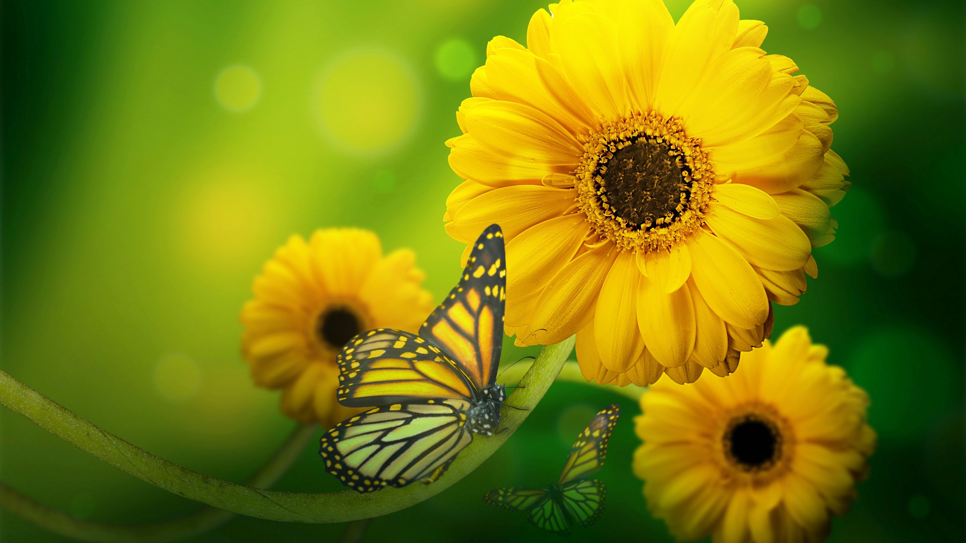 Yellow Flowers With Butterfly 4K wallpapers
