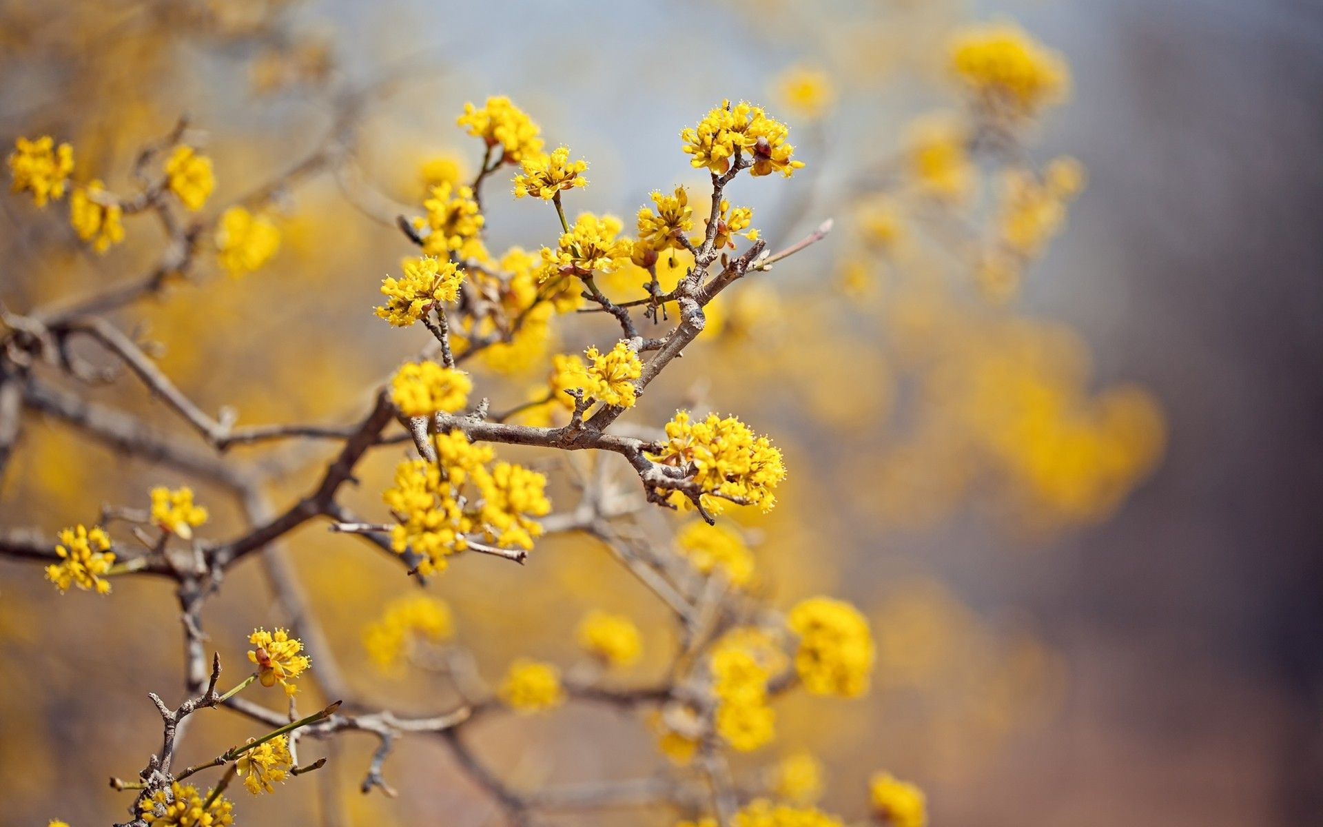 Yellow Flowers Wallpapers 46539 1920x1200px