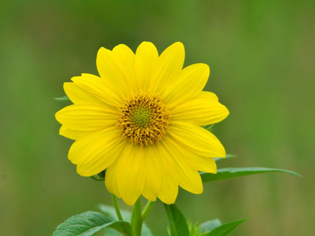 Yellow Flower Wallpapers 07437