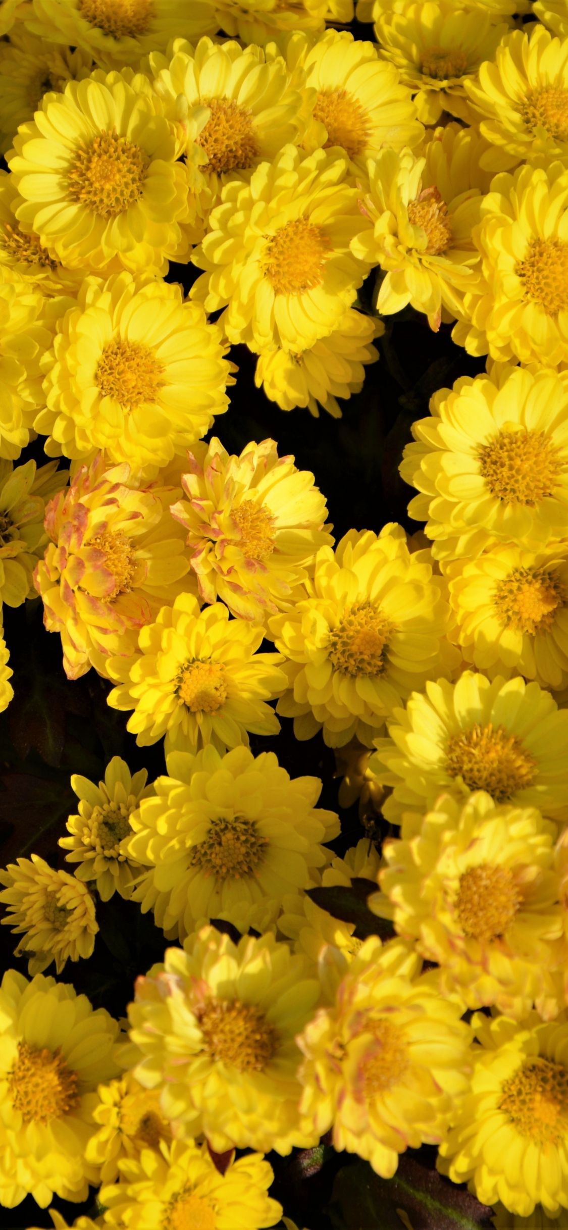 Download 1125x2436 wallpapers yellow flowers, arrangement, iphone x