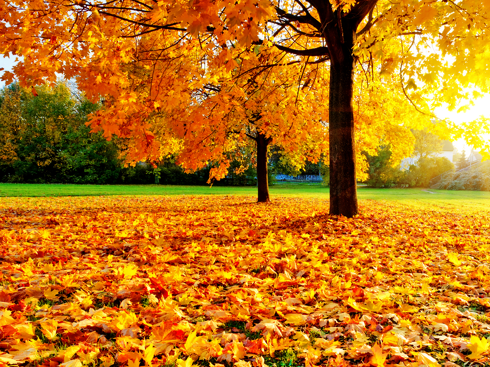 Free download central park autumn wallpaper Car Picture