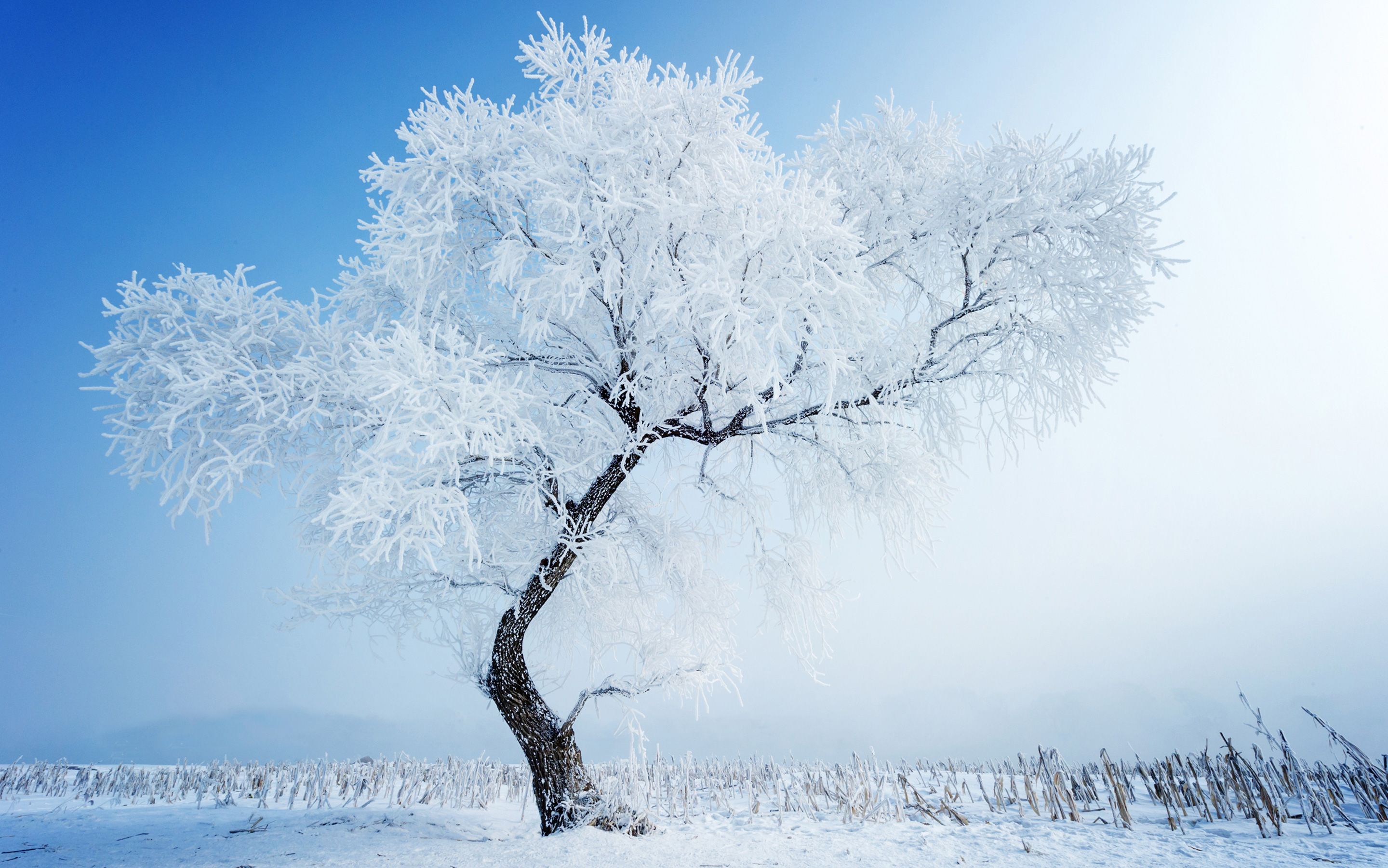 Free download Winter Tree White Snow HD Wallpaper [2880x1800] for your Desktop, Mobile & Tablet. Explore Winter Trees Wallpaper. Wallpaper with Trees Designs, iPhone Winter Tree Wallpaper, Larson Wallpaper Winter Trees
