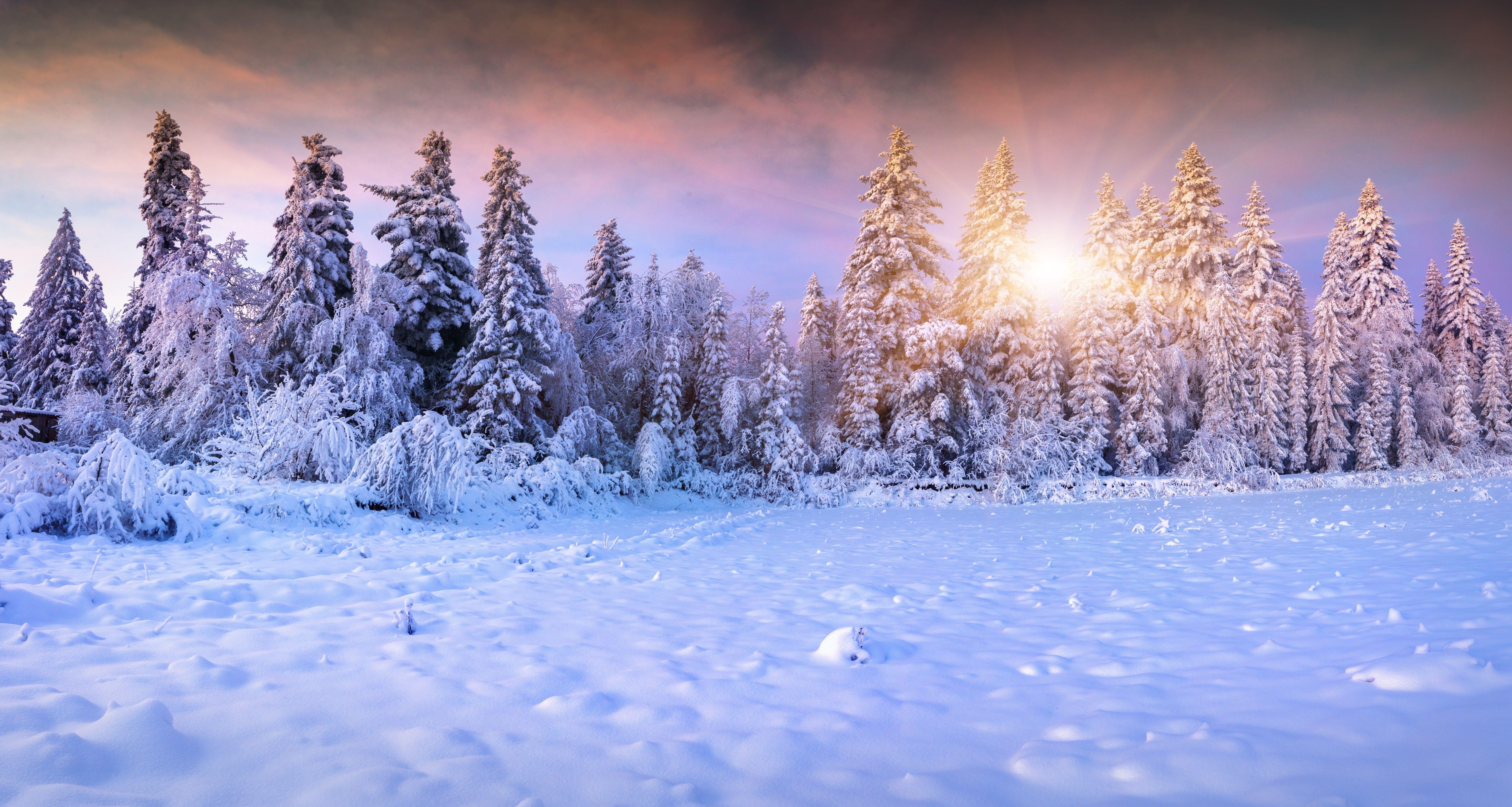 Winter: Winter Forest Snow Fir Tree Sun Gallery for HD 16:9 High