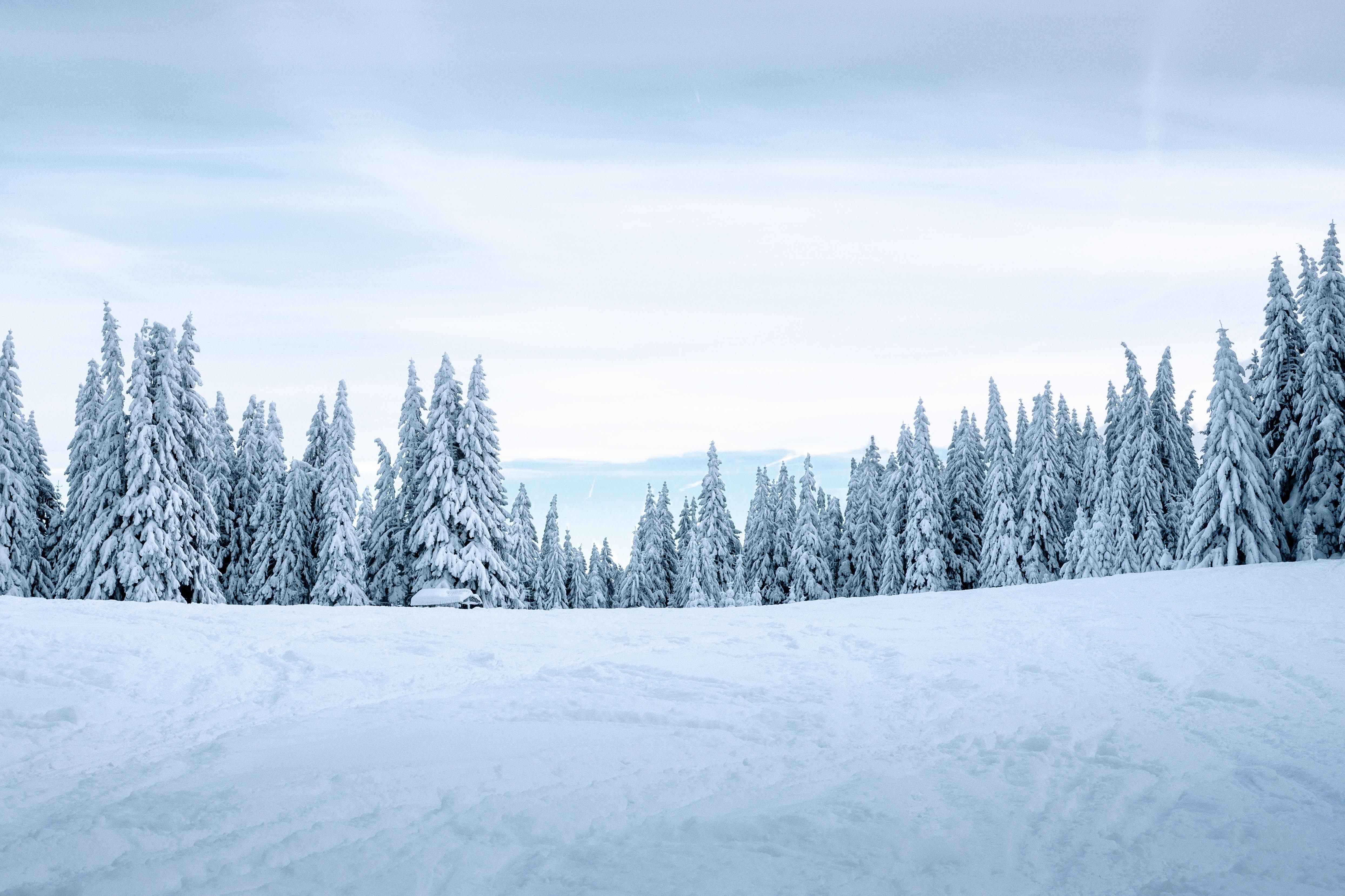 wallpaper snow, winter, trees, winter landscape, snowy HD