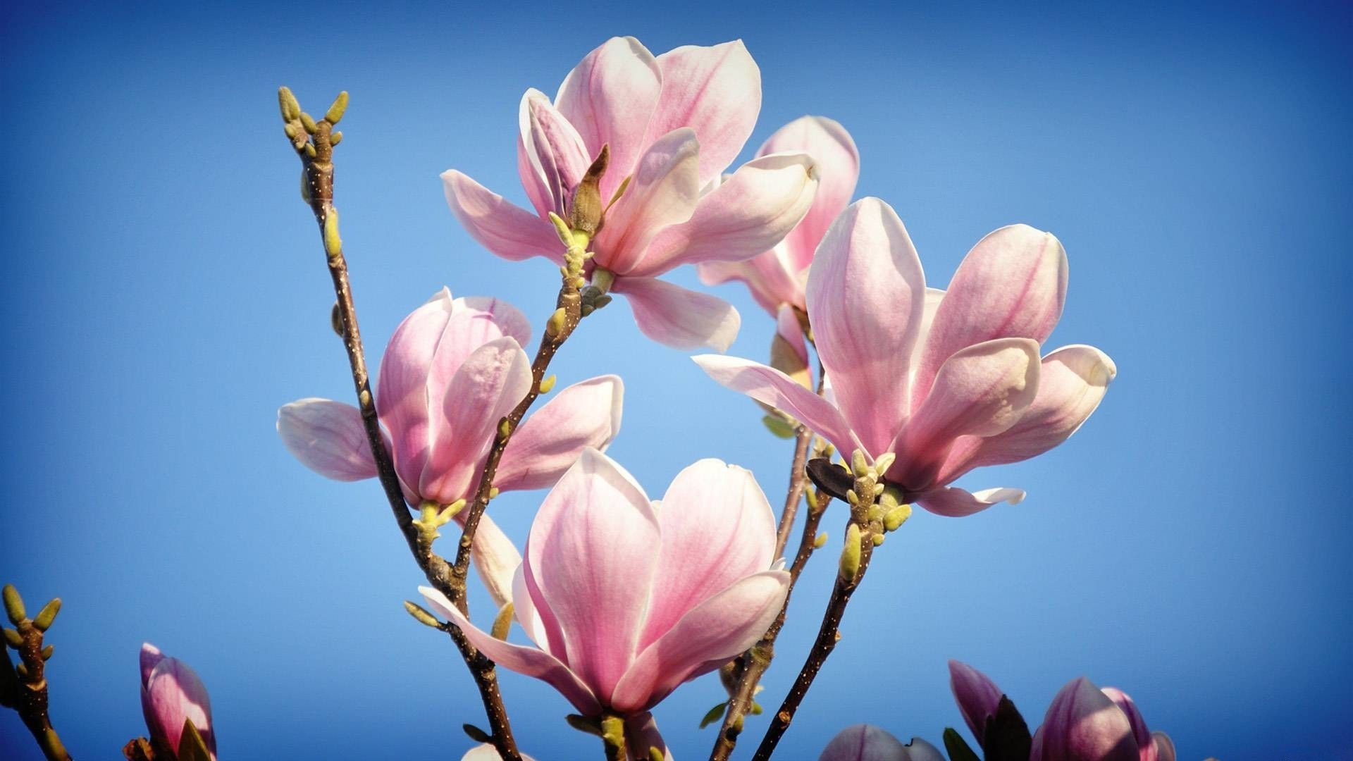 Full HD Magnolia Wallpaper. Pink spring flowers, Magnolia flower