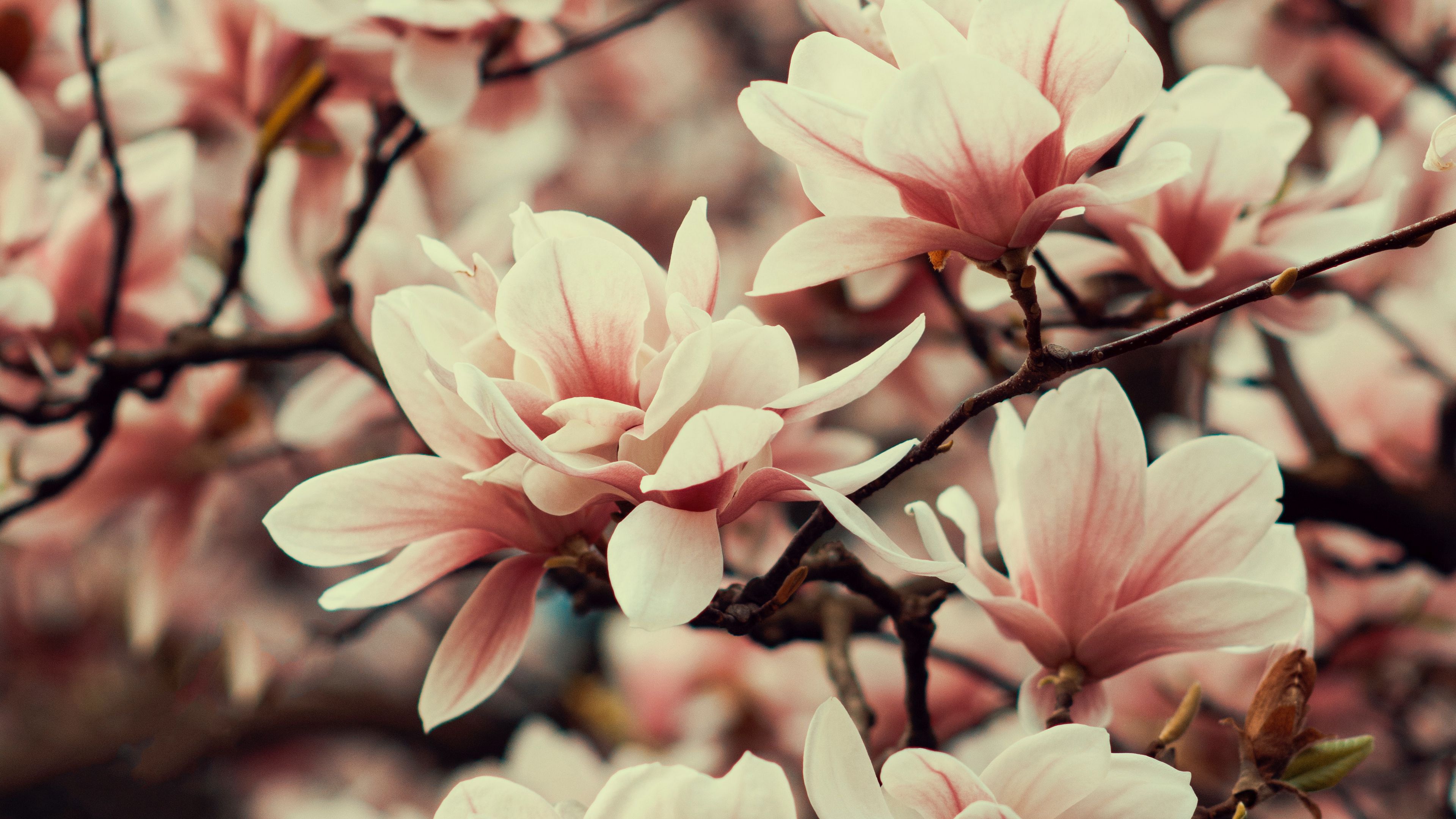 Magnolia Flowers Branches Plant Flowering Spring 4K HD Wallpaper