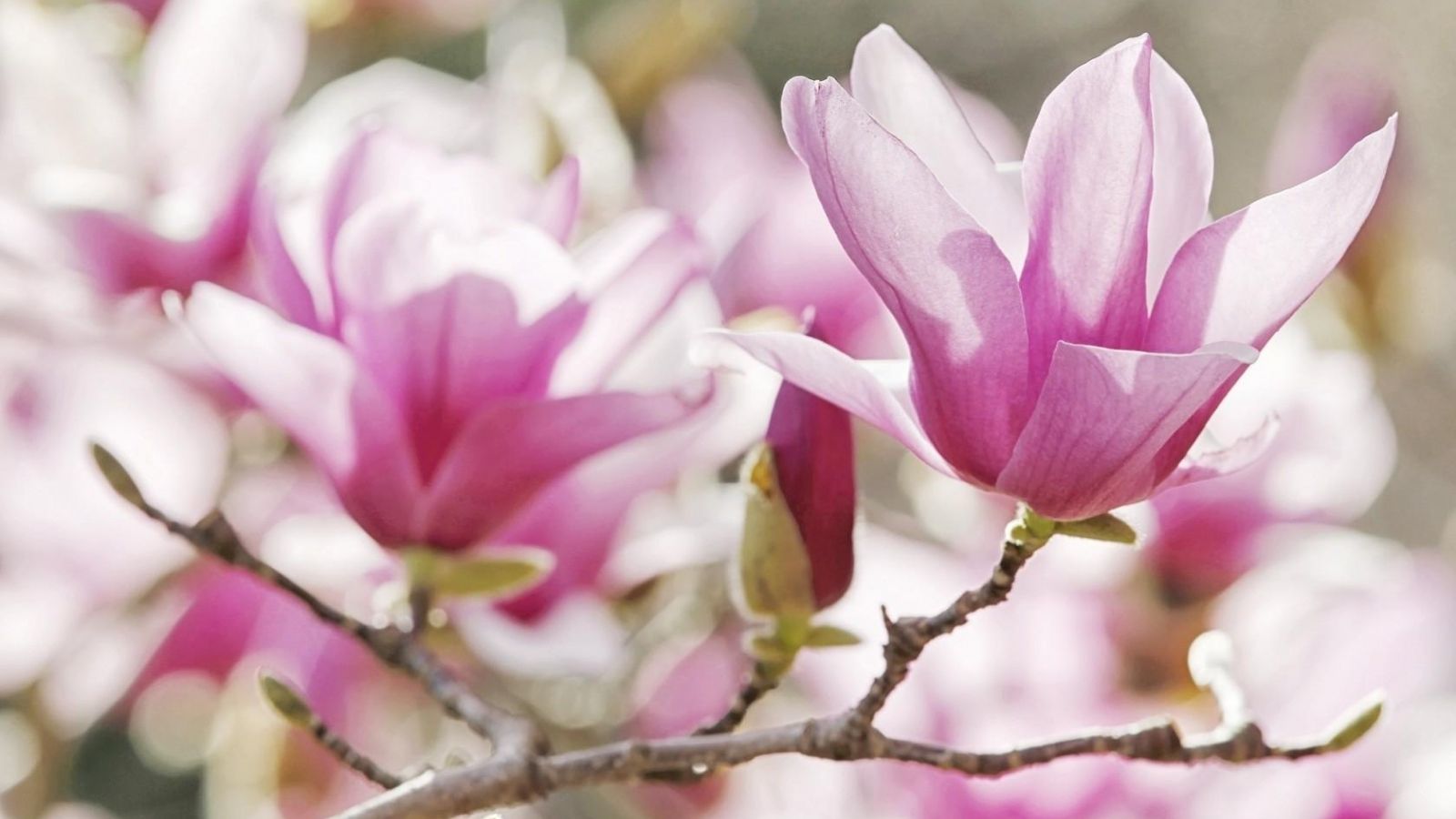 Free download Magnolia Flower Wallpaper HD image Live HD