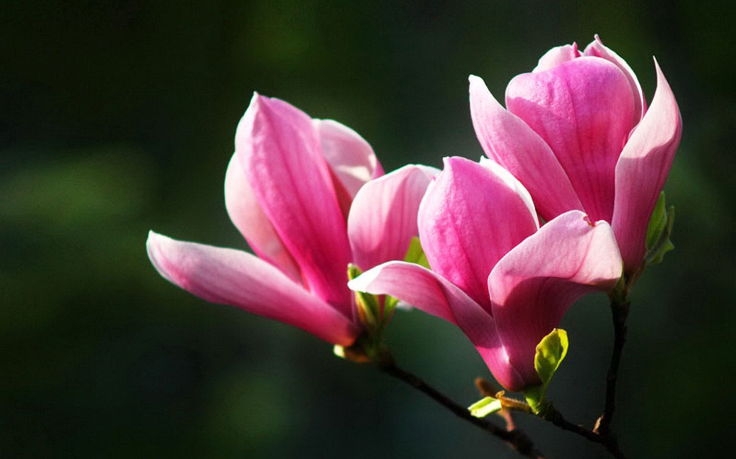 Pink Magnolia Bloom Flowers. Flower Meanings, Picture and Photo