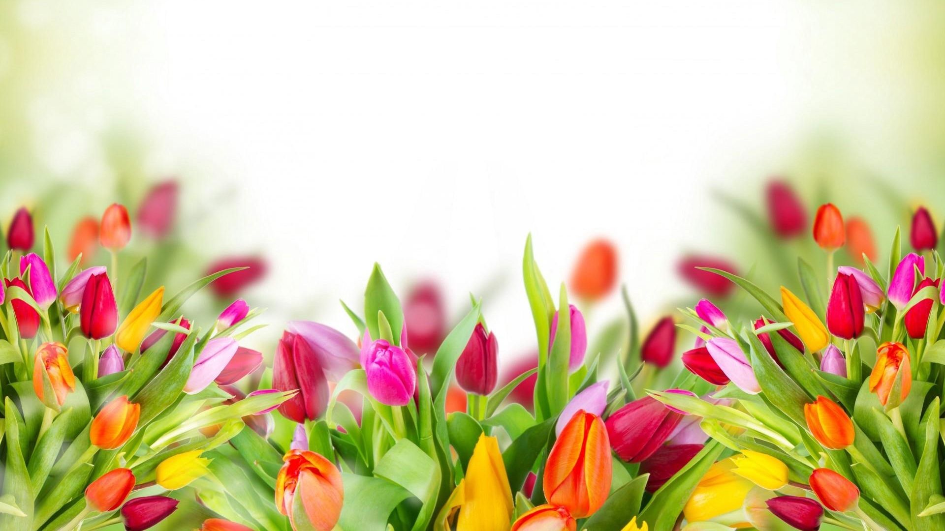Cool Tulips HD Wallpaper
