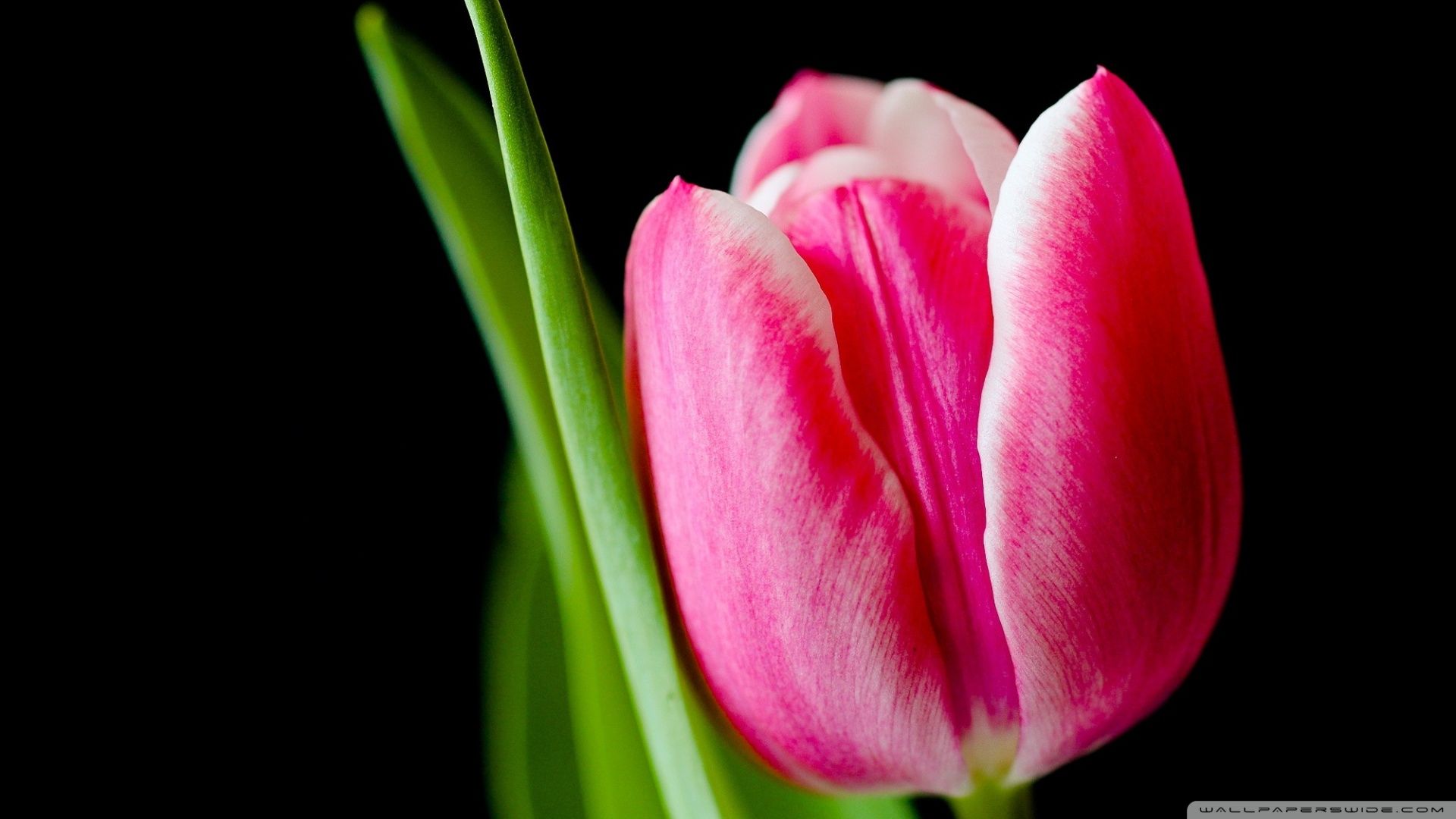 Cute Pink Tulip Flower Ultra HD Desktop Background Wallpaper