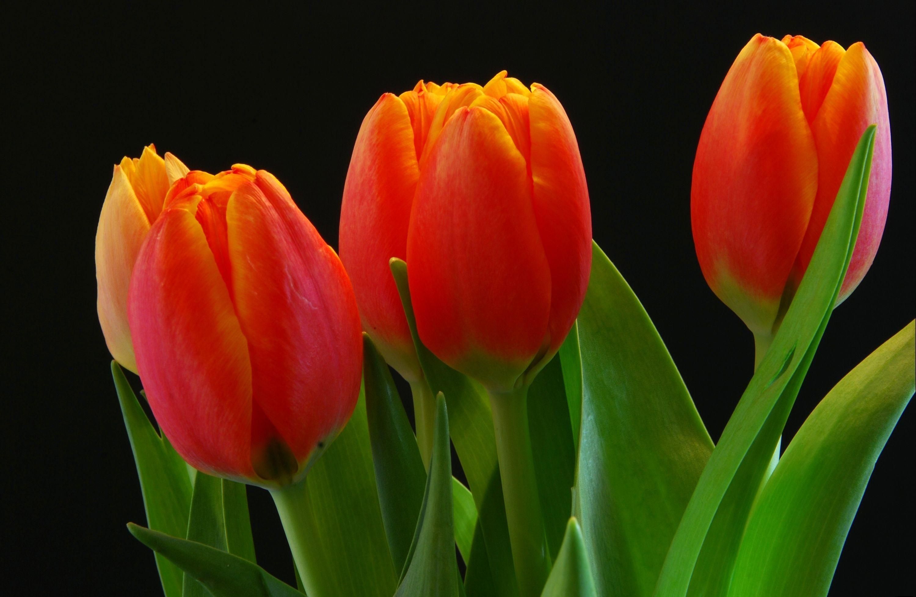 Download Wallpaper Tulips, Buds, Red, Black background HD