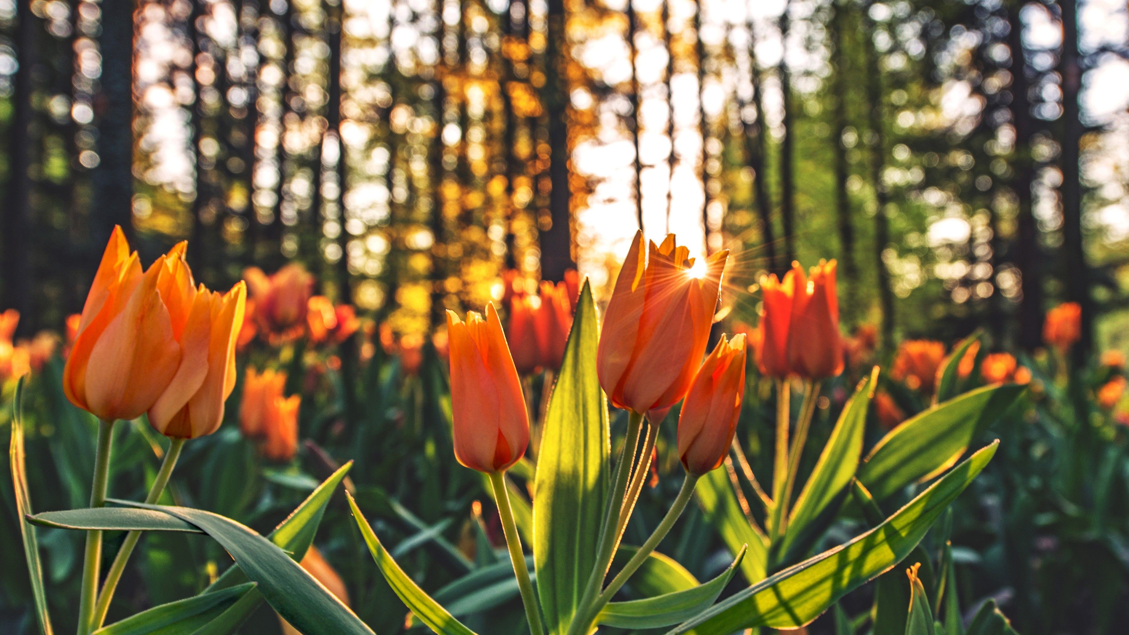 Orange Tulips Hd, HD Flowers, 4k Wallpaper, Image, Background