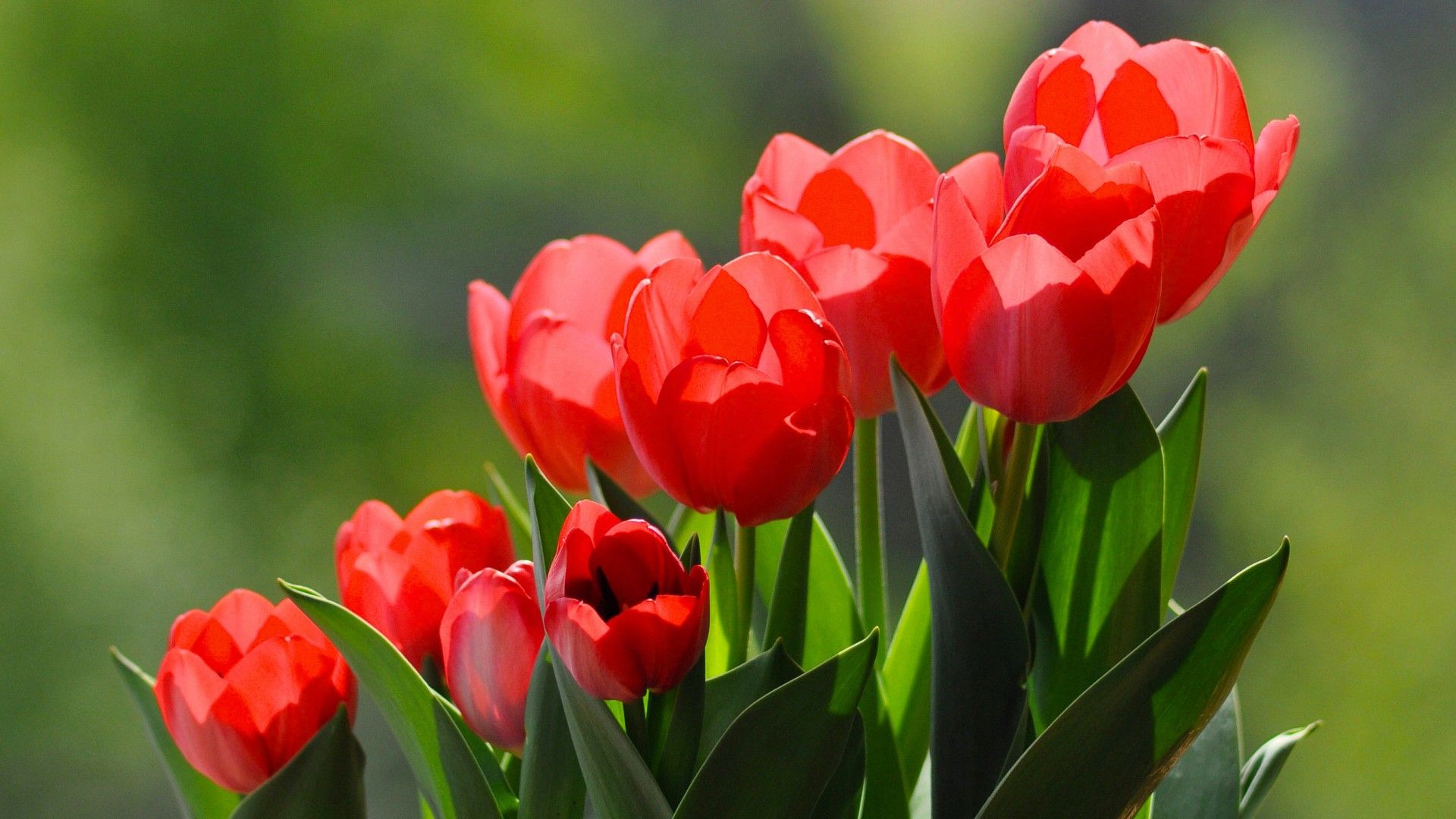 Wallpaper Tulips, HD, Flowers,. Wallpaper for iPhone