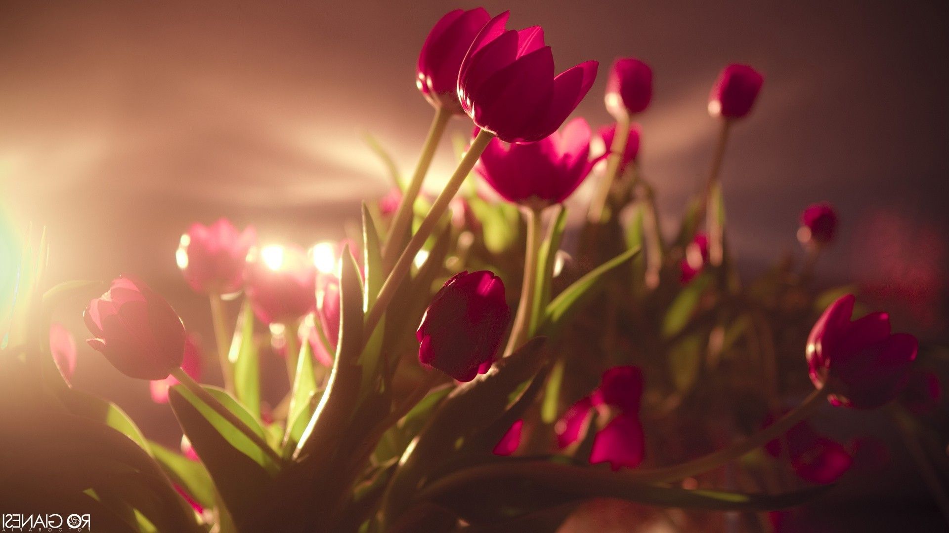 tulips, Flowers, Pink Flowers, Sunlight Wallpaper HD / Desktop