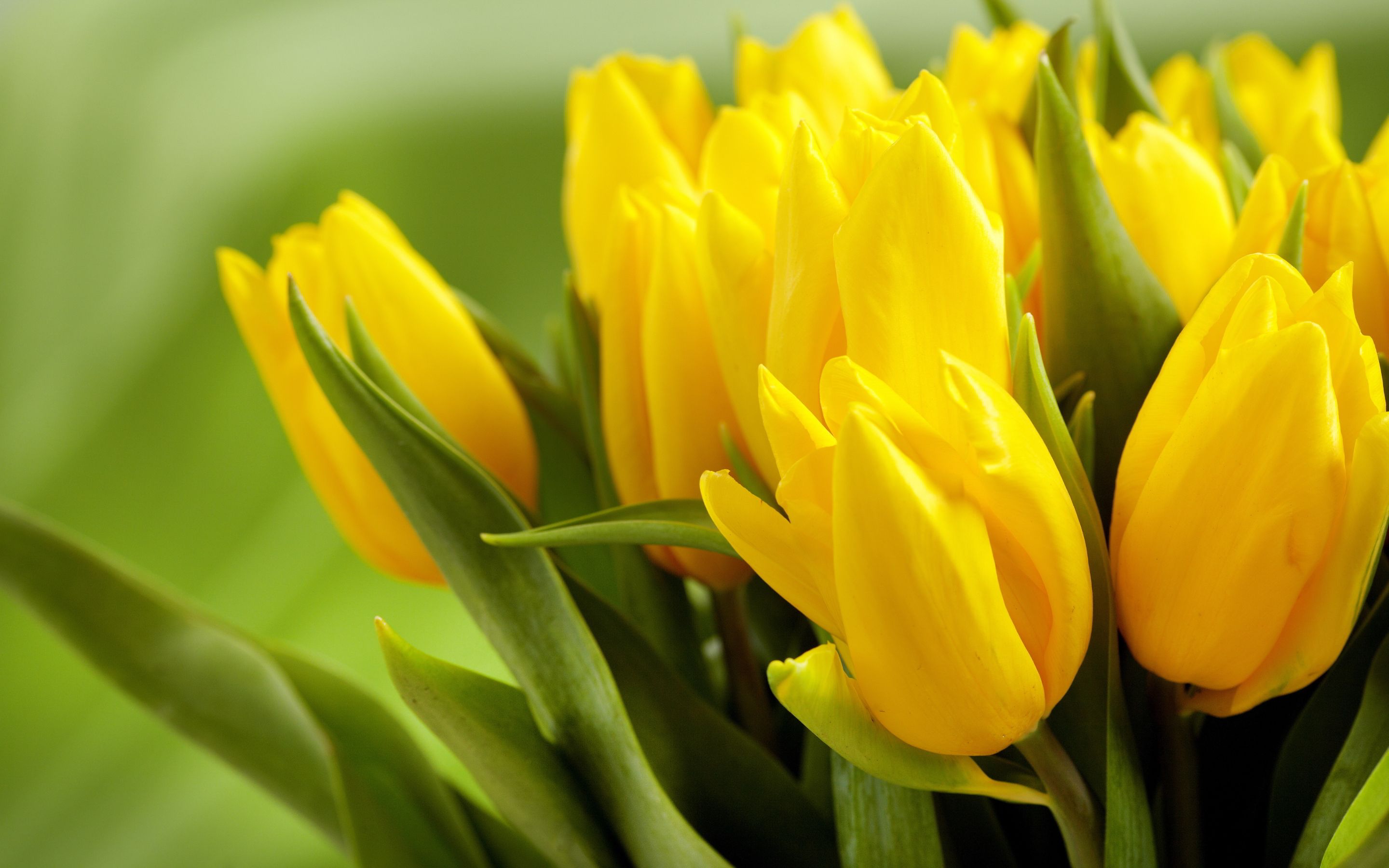 Yellow tulips HD wallpaperx1800