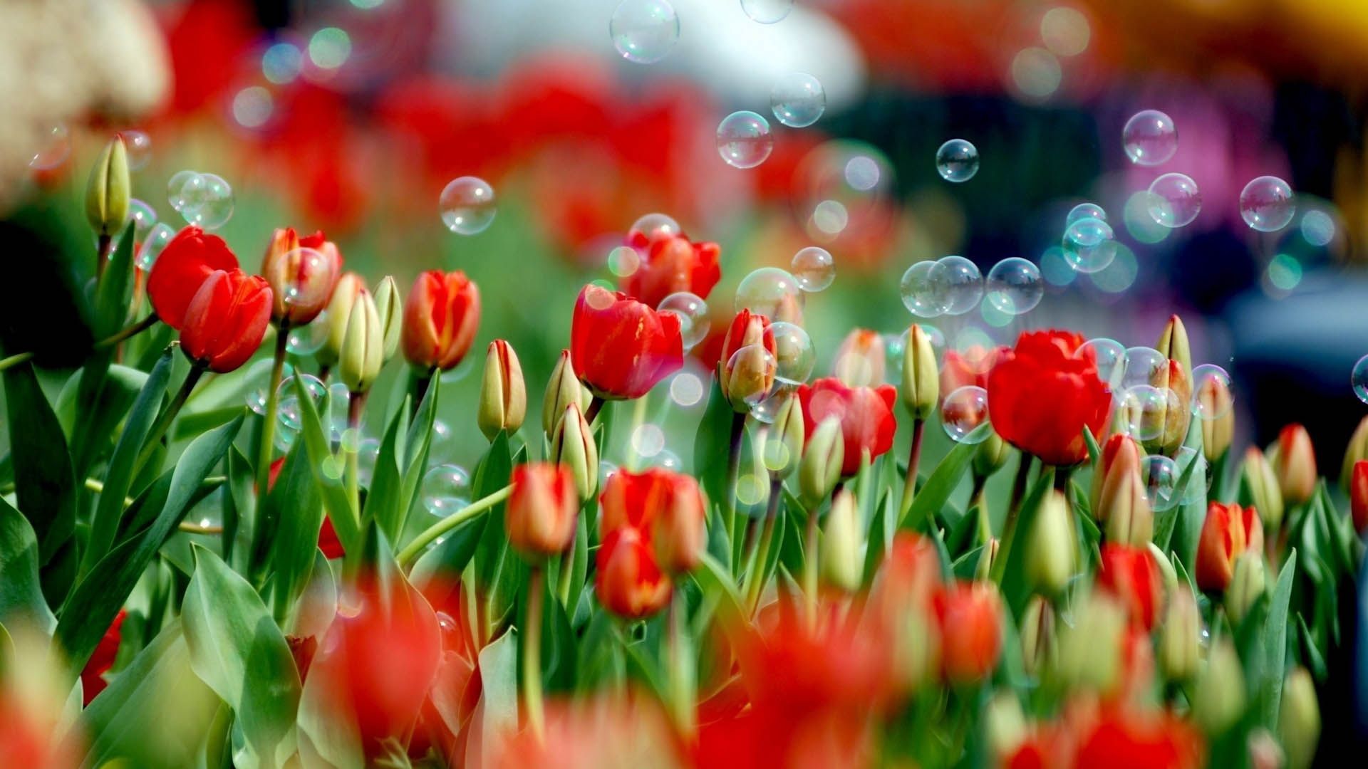 Tulips and Bubbles HD Wallpaper