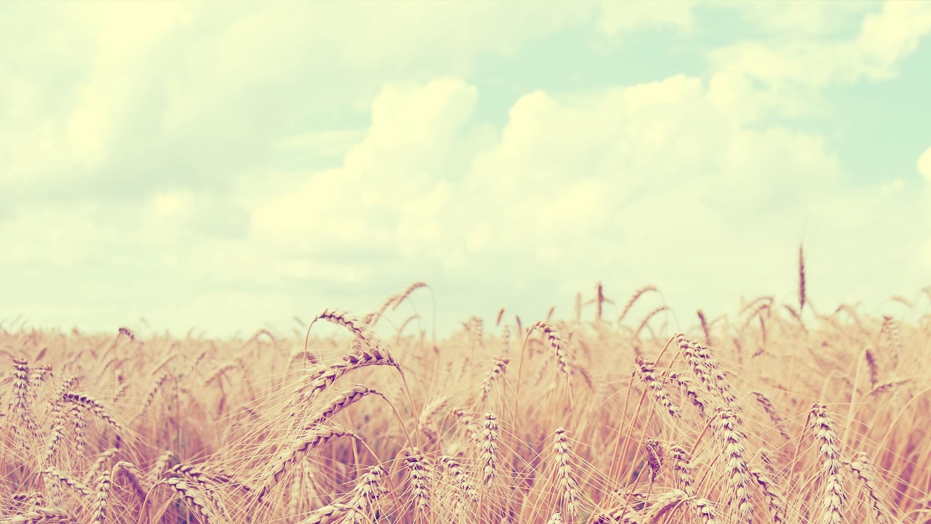 Free download wheat field tumblr wallpaper landscapes nature