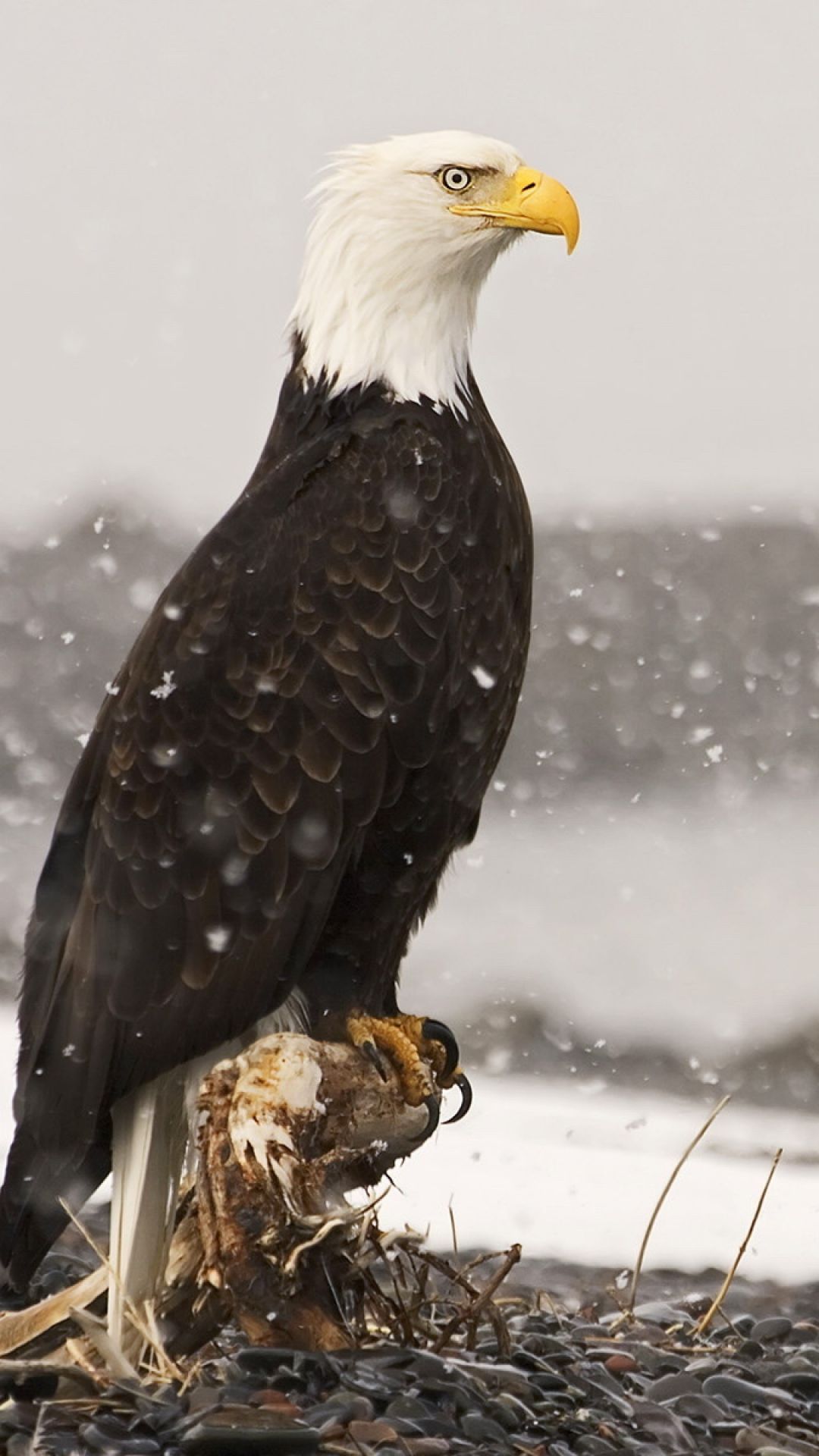 American Bald Eagle Android Wallpapers free download