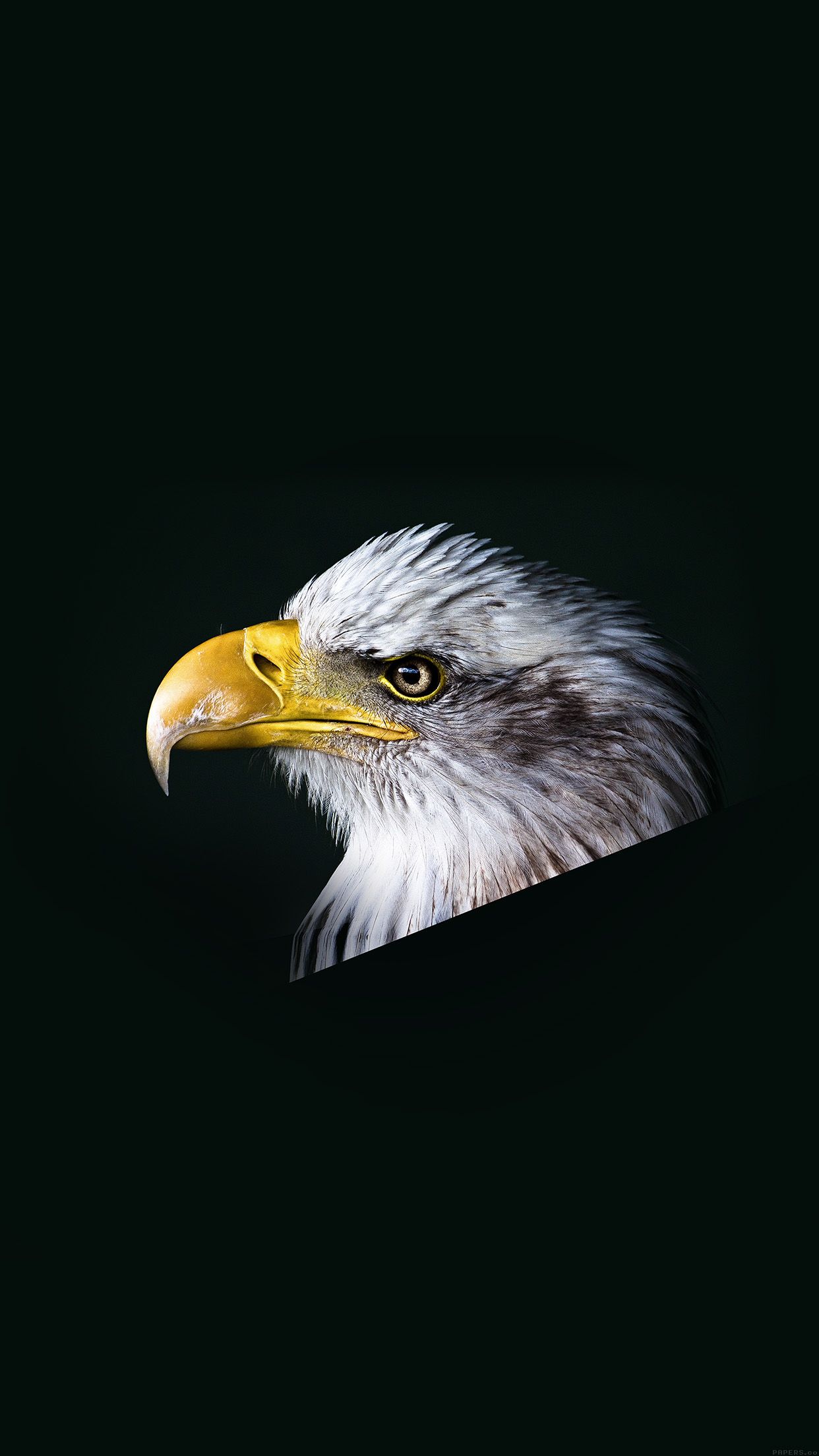 Eagle Dark Animal Bird Face Android wallpapers