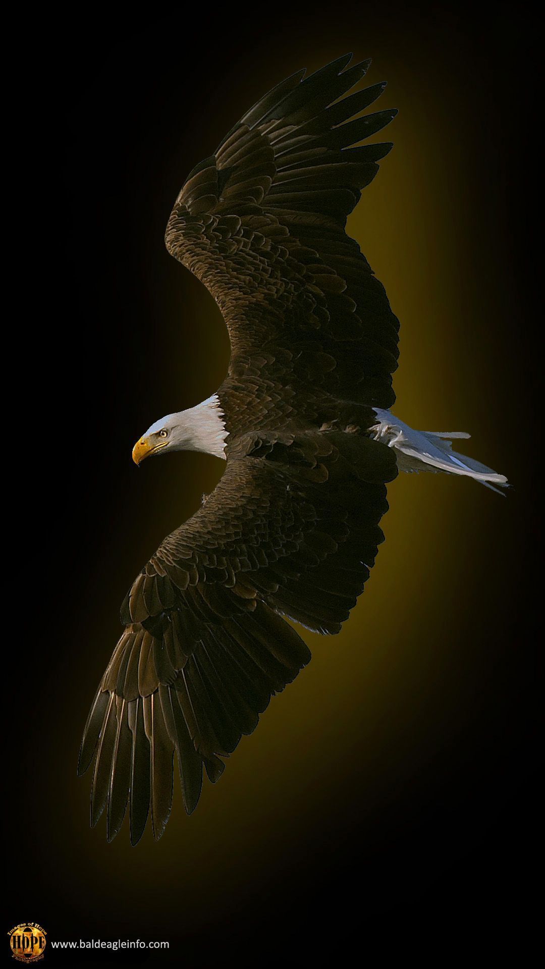 Eagle Android Wallpapers - Wallpaper Cave