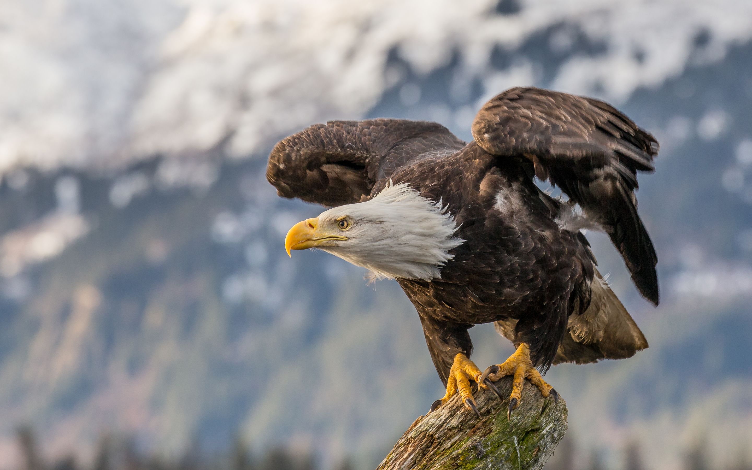 Bald Eagle 4k Macbook Pro Retina HD 4k Wallpaper, Image, Background, Photo and Picture