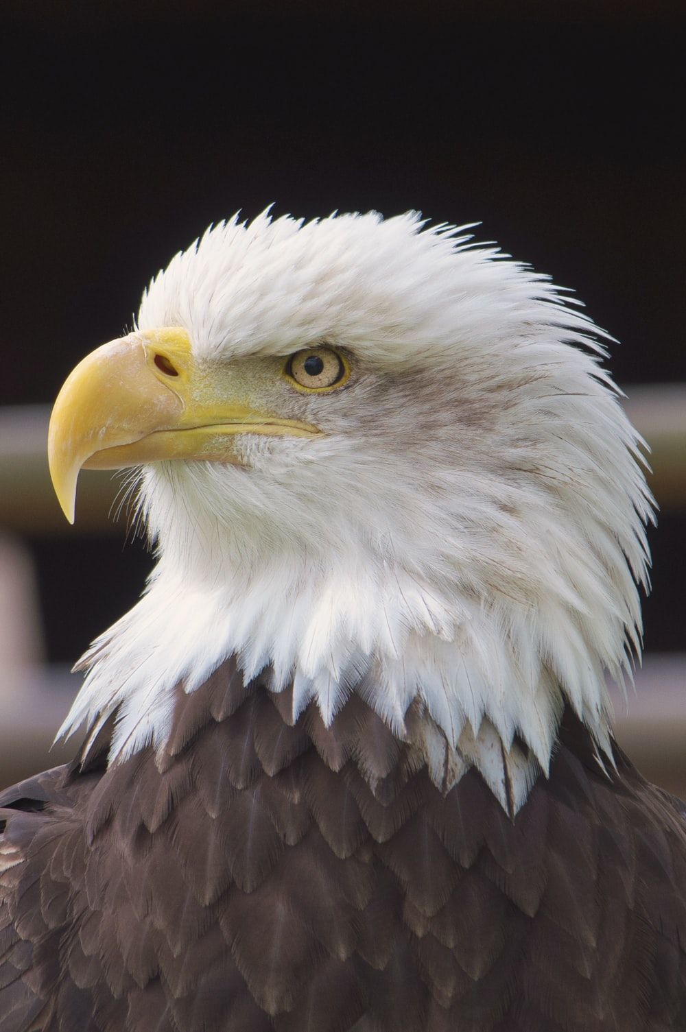Eagle Wallpapers: Free HD Download [500+ HQ]
