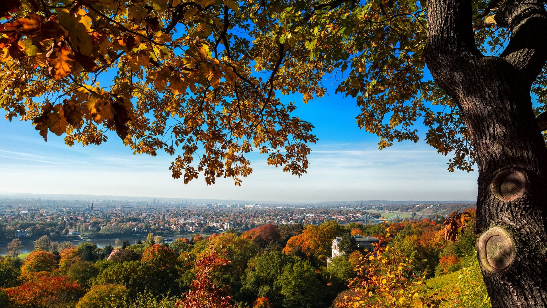 Wallpaper Dresden, Germany, hill, trees, autumn 1920x1200 HD