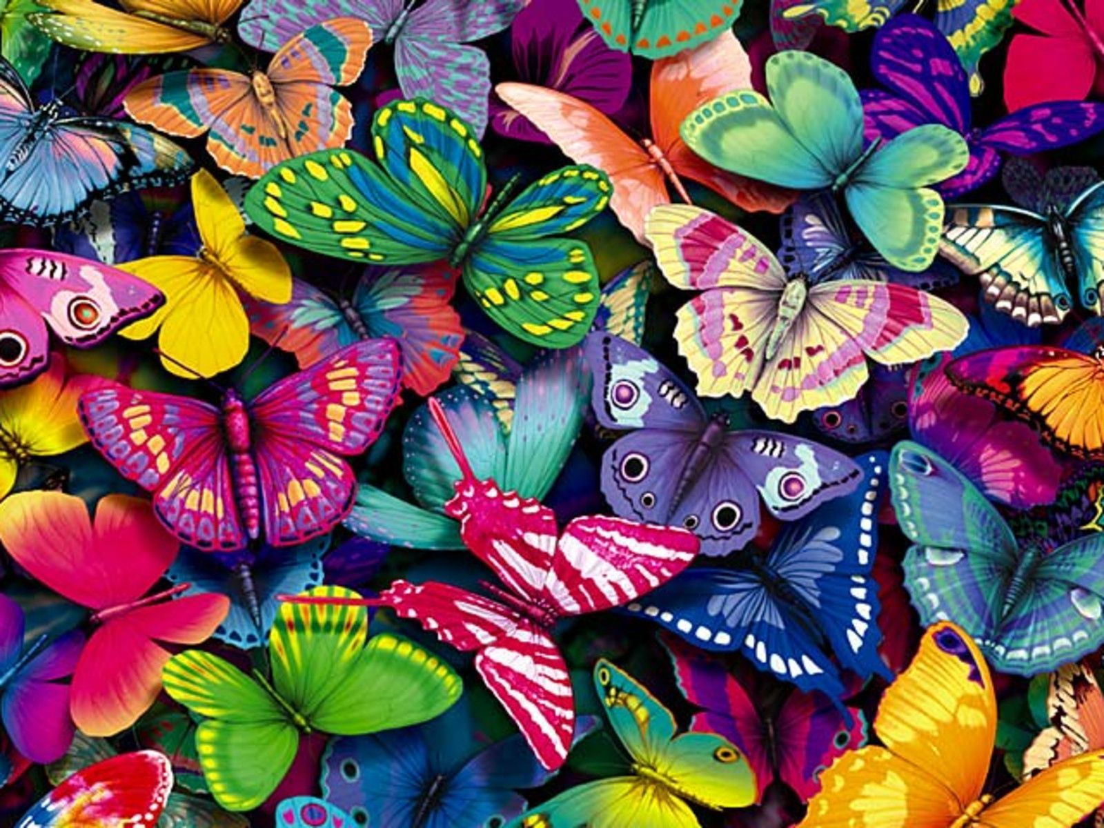 Lots of colorful butterflies - Animal Wallpaper. HD Wallpaper
