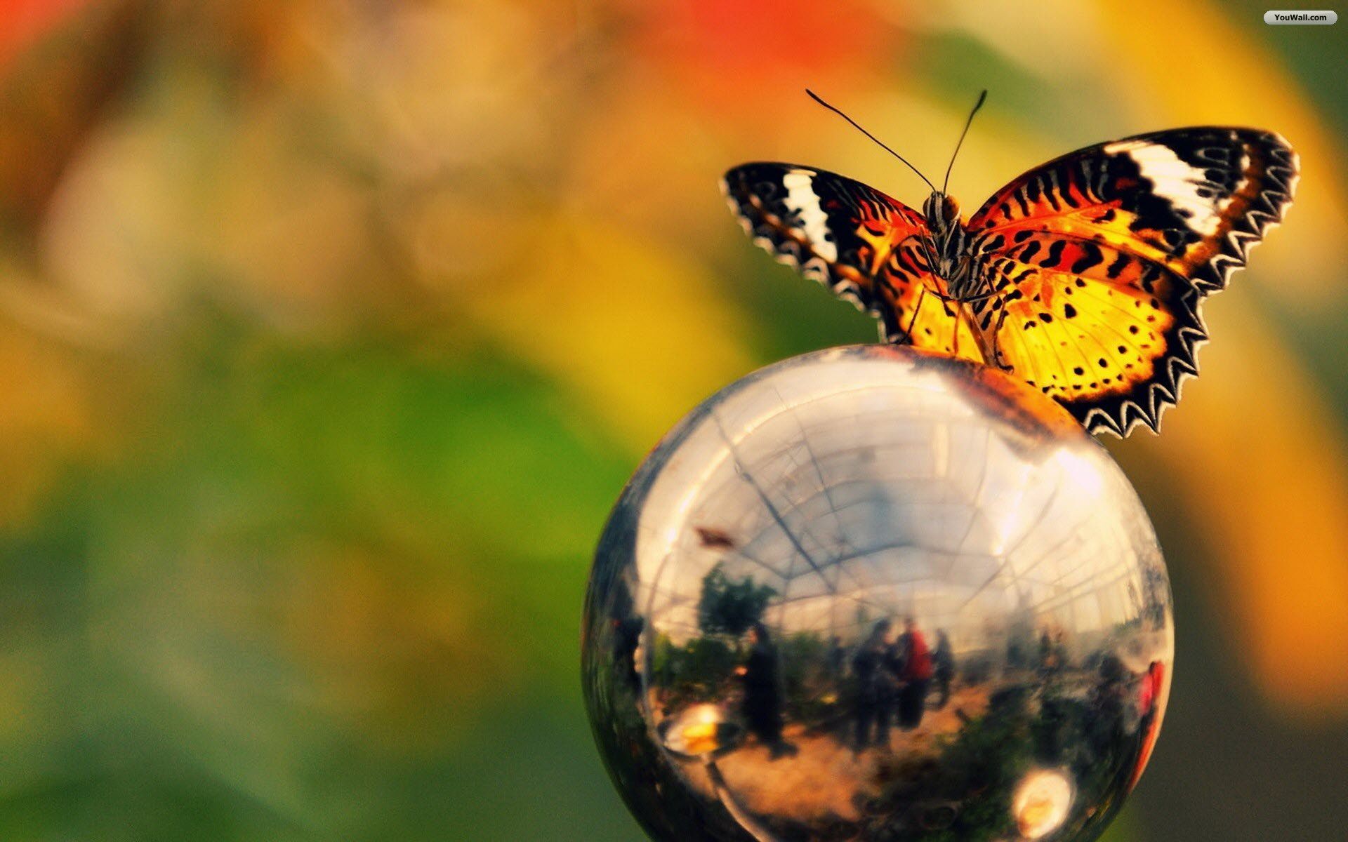Beautiful Animals Pretty Image. Beautiful Butterfly In Globe