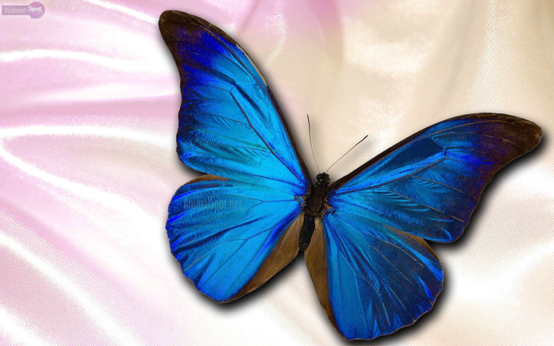 One Blue Butterfly Wallpaper