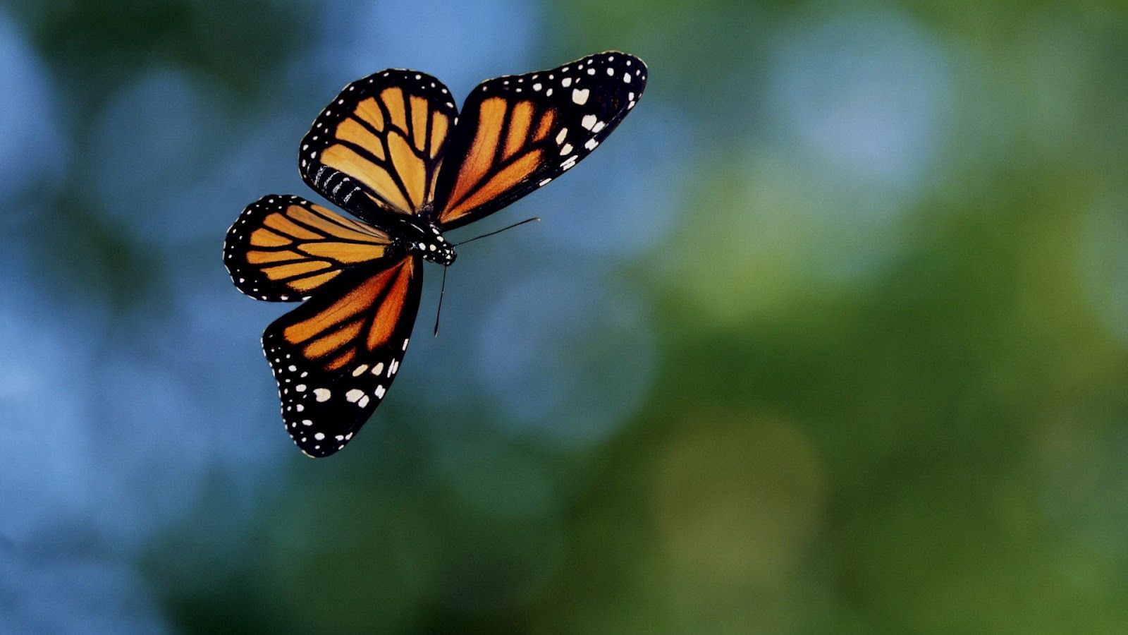 Flying orange black butterfly wallpaper. HD Animals Wallpaper