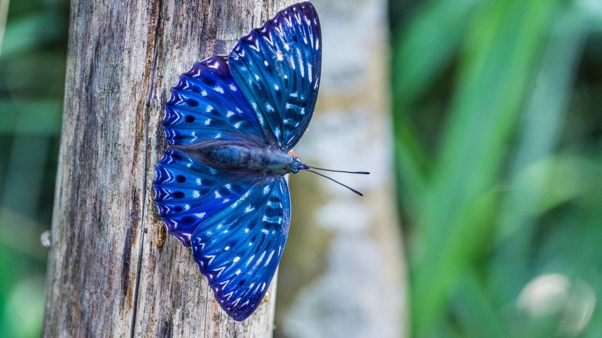 The Most Beautiful Butterflies in the World