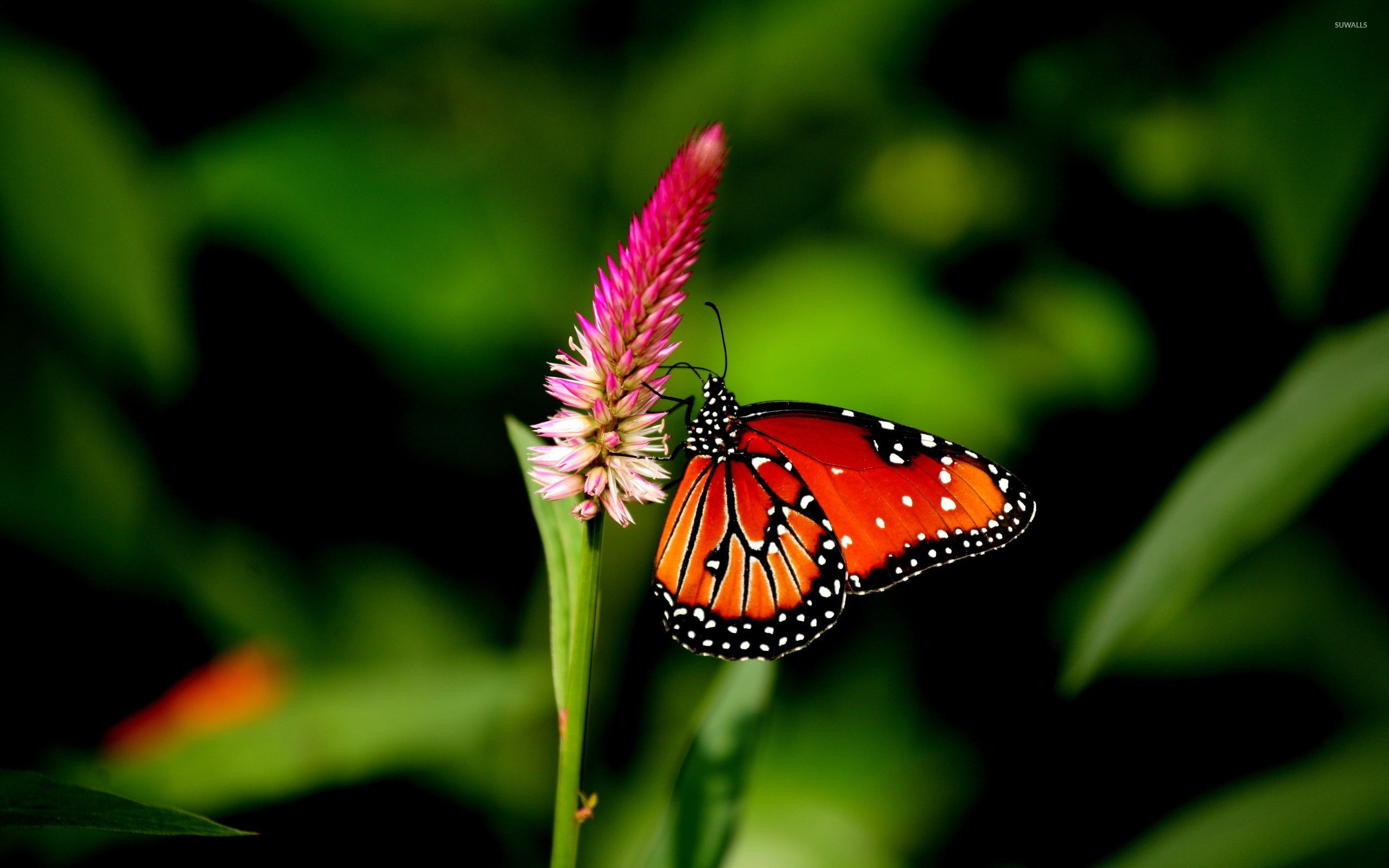 Red Butterfly Wallpaper