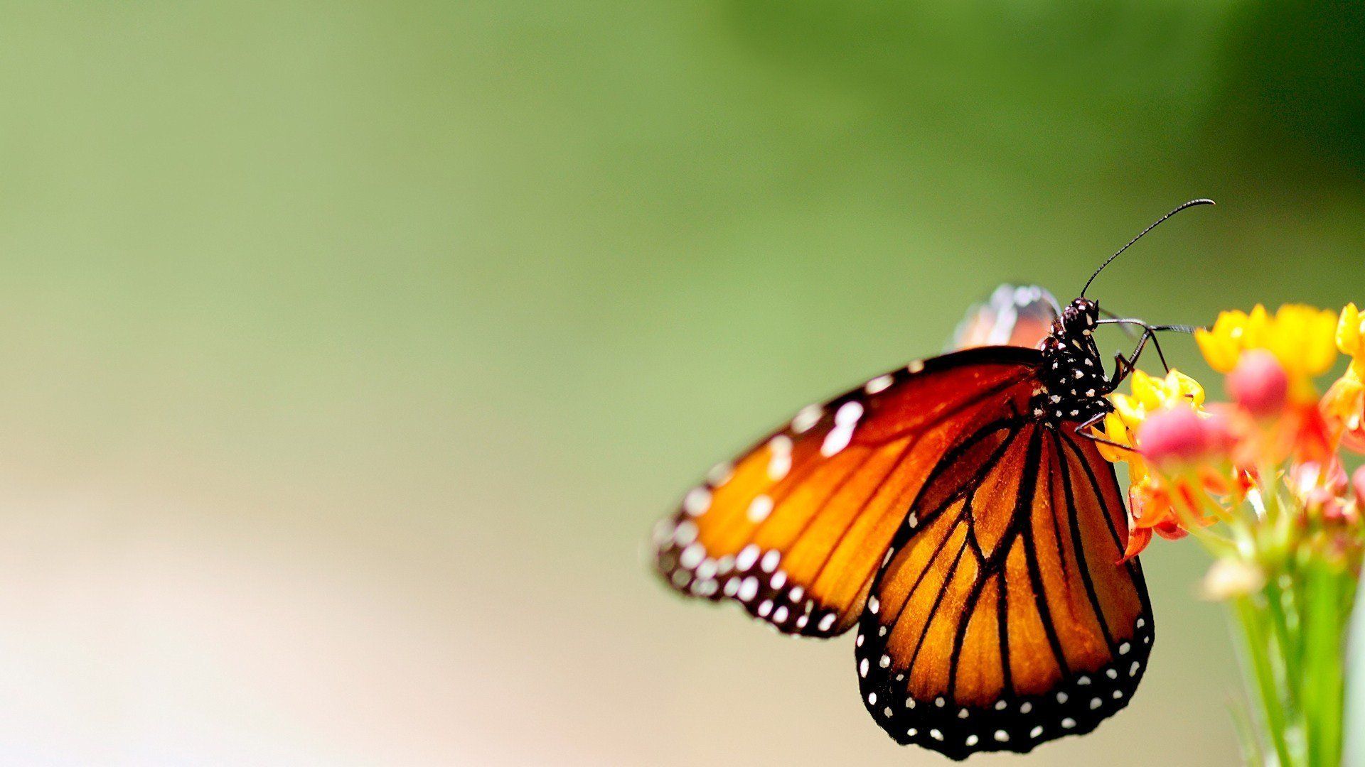 Butterfly Colorful Nature Wallpaper HD