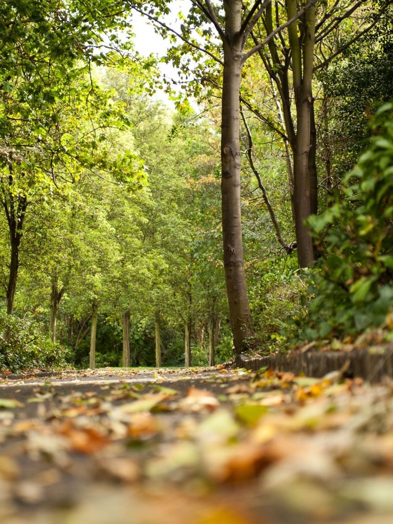 Free download seasons autumn scene in germany background