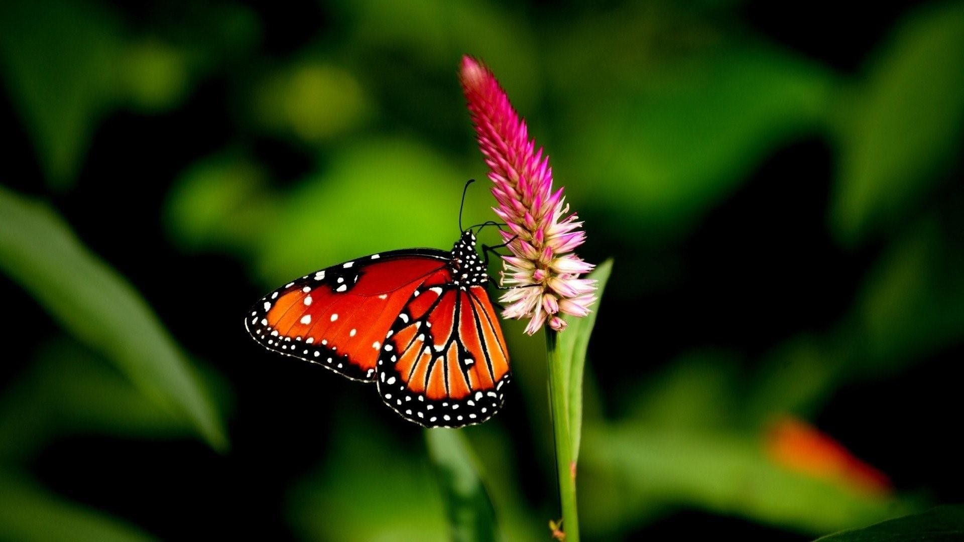 Red Butterfly Wallpaper
