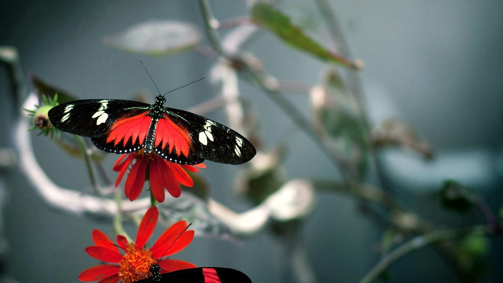 Fun Animals Wiki, Videos, Picture, Stories: Butterfly HD Wallpaper