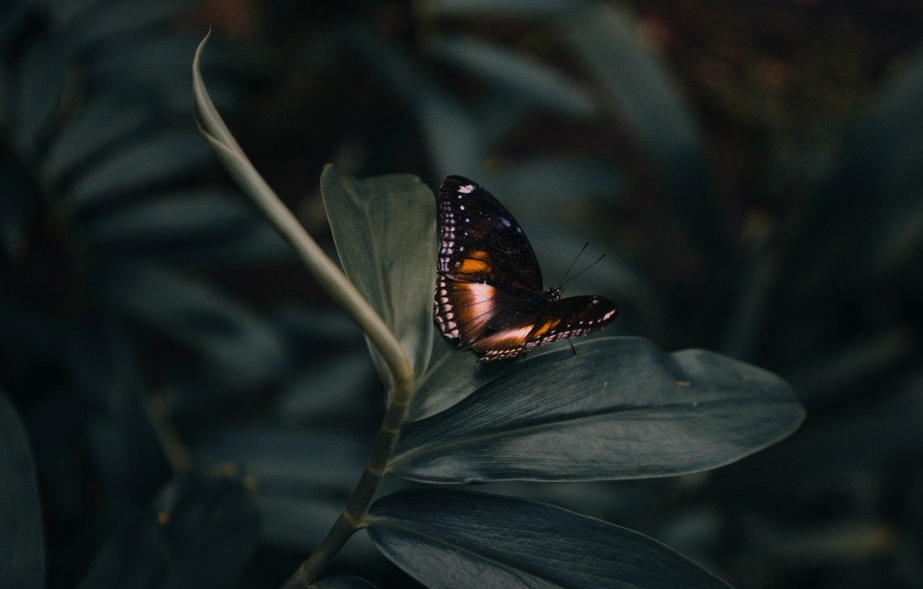 Wallpaper animals, butterfly, leaves, macro, blur, plant, insect