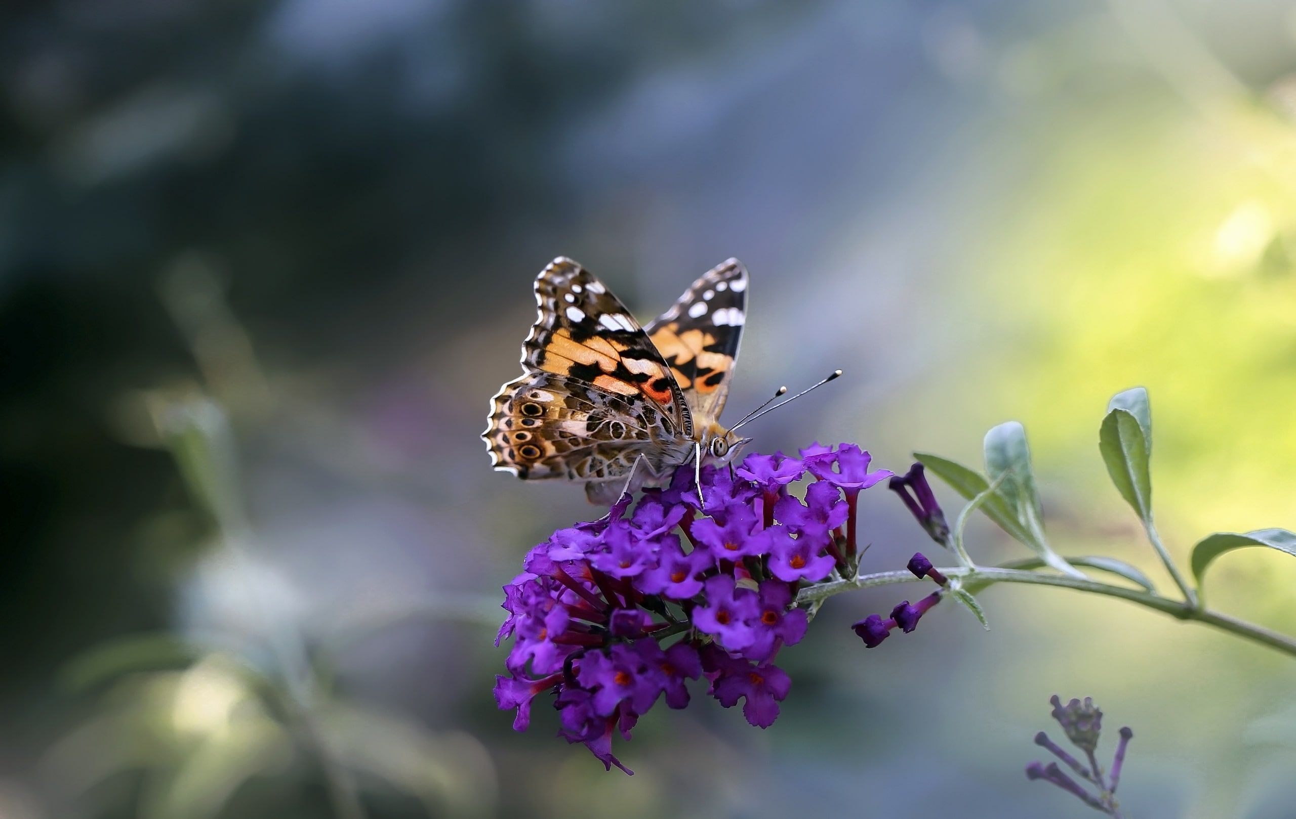 Animal Butterfly Insect Macro Pink Flower HD Wallpaper Background