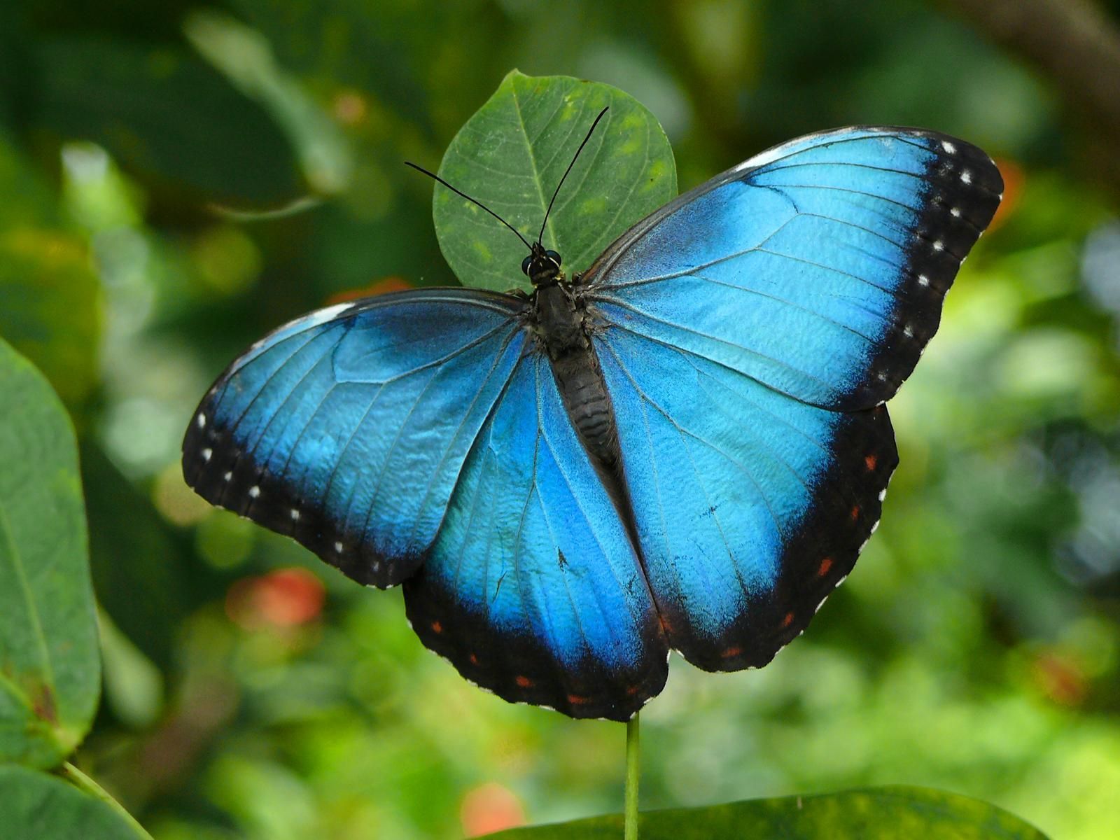 Free Download Blue Butterfly Animal Wallpaper HD Widescreen For PC