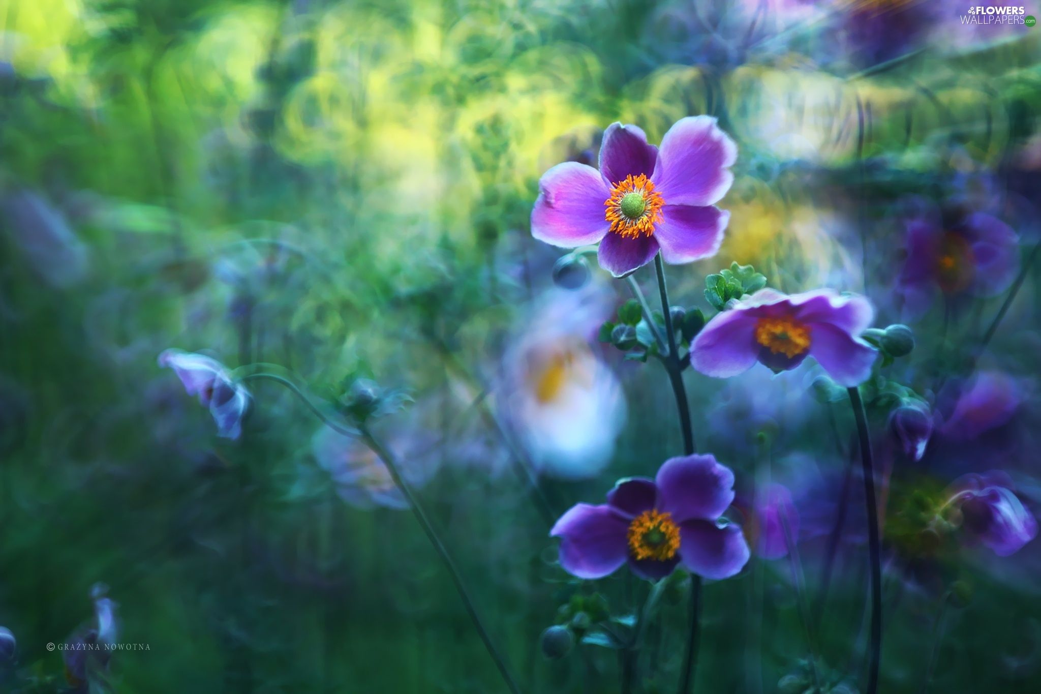 Anemone Flower Wallpapers Wallpaper Cave