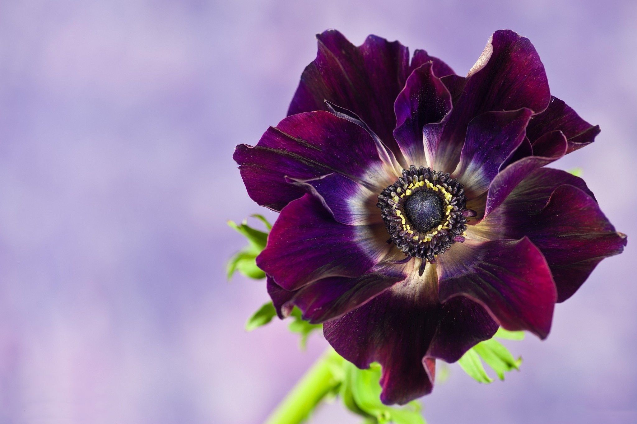 Anemone Flower Wallpapers - Wallpaper Cave